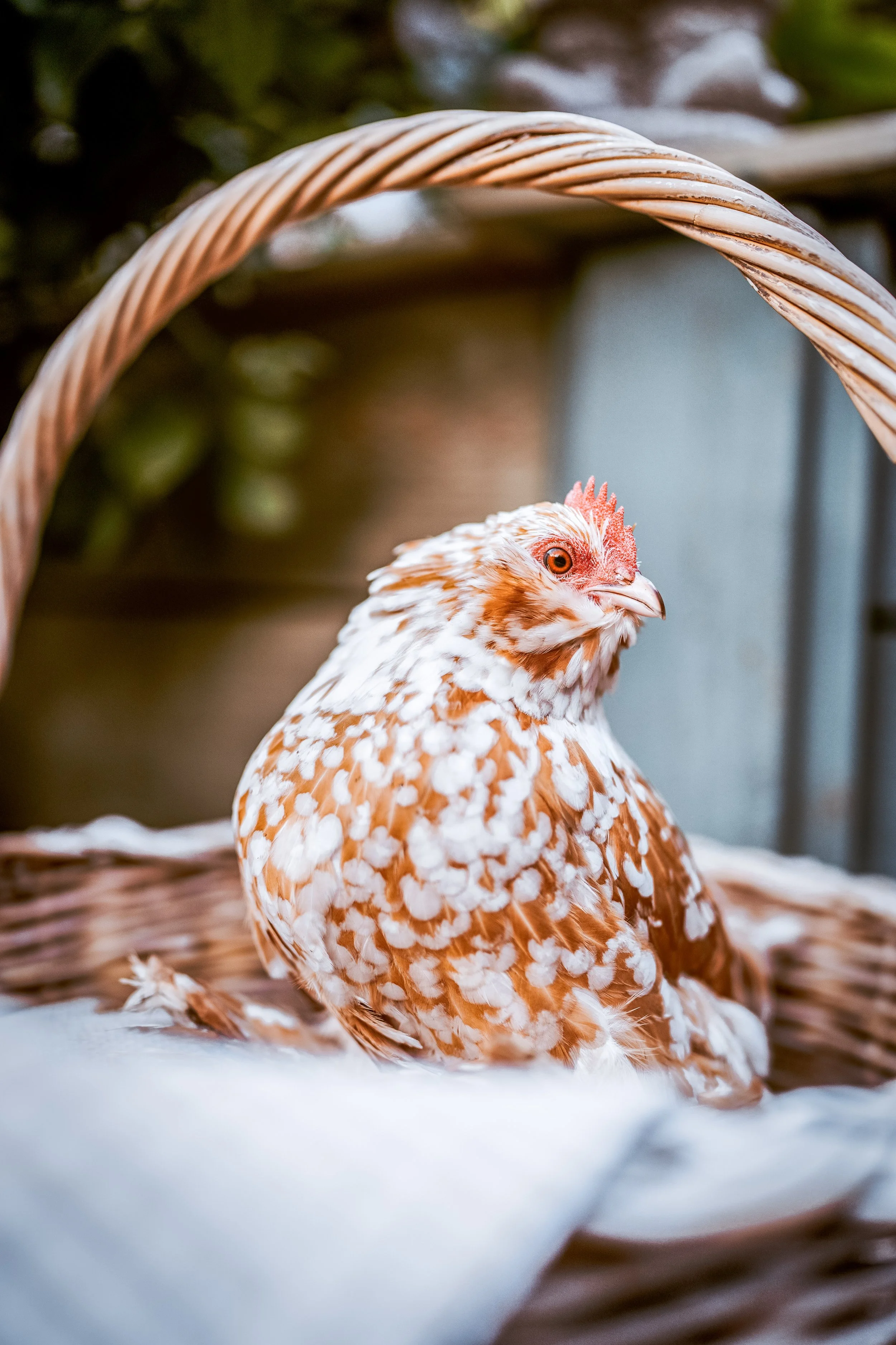 Belgian D'uccle Chicks