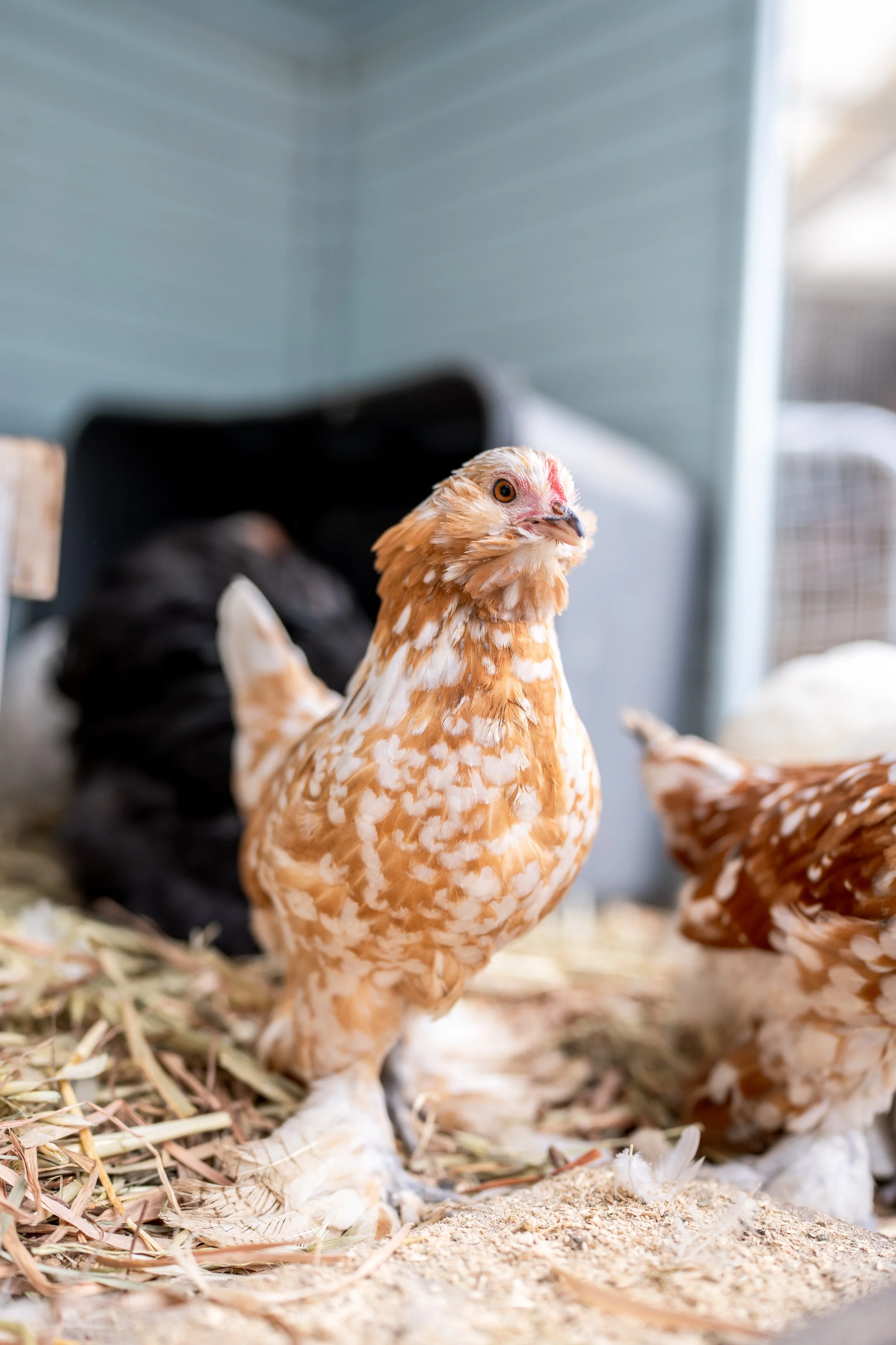 cochins & pekins-14-2.jpg