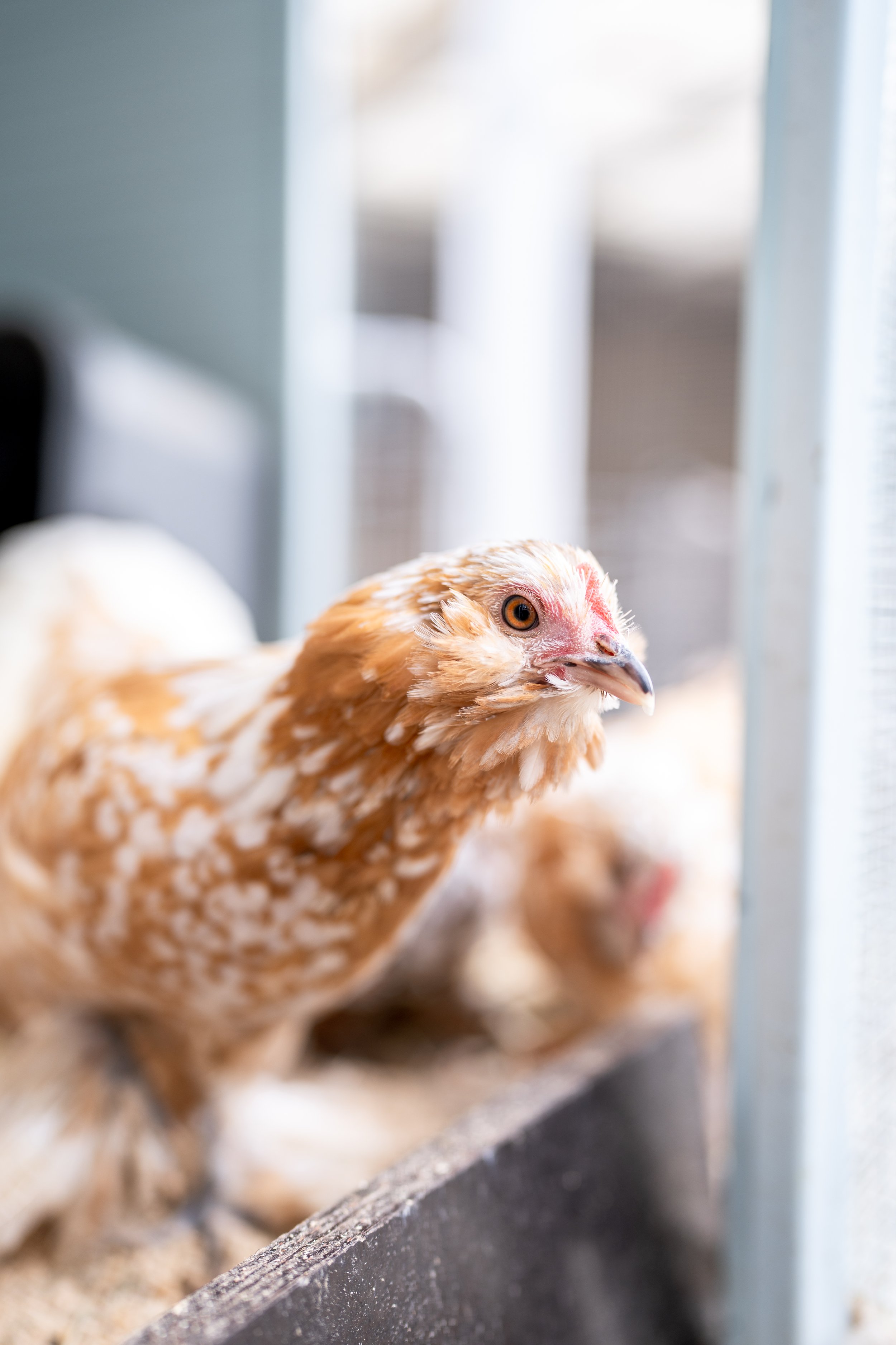 cochins & pekins-10.jpg