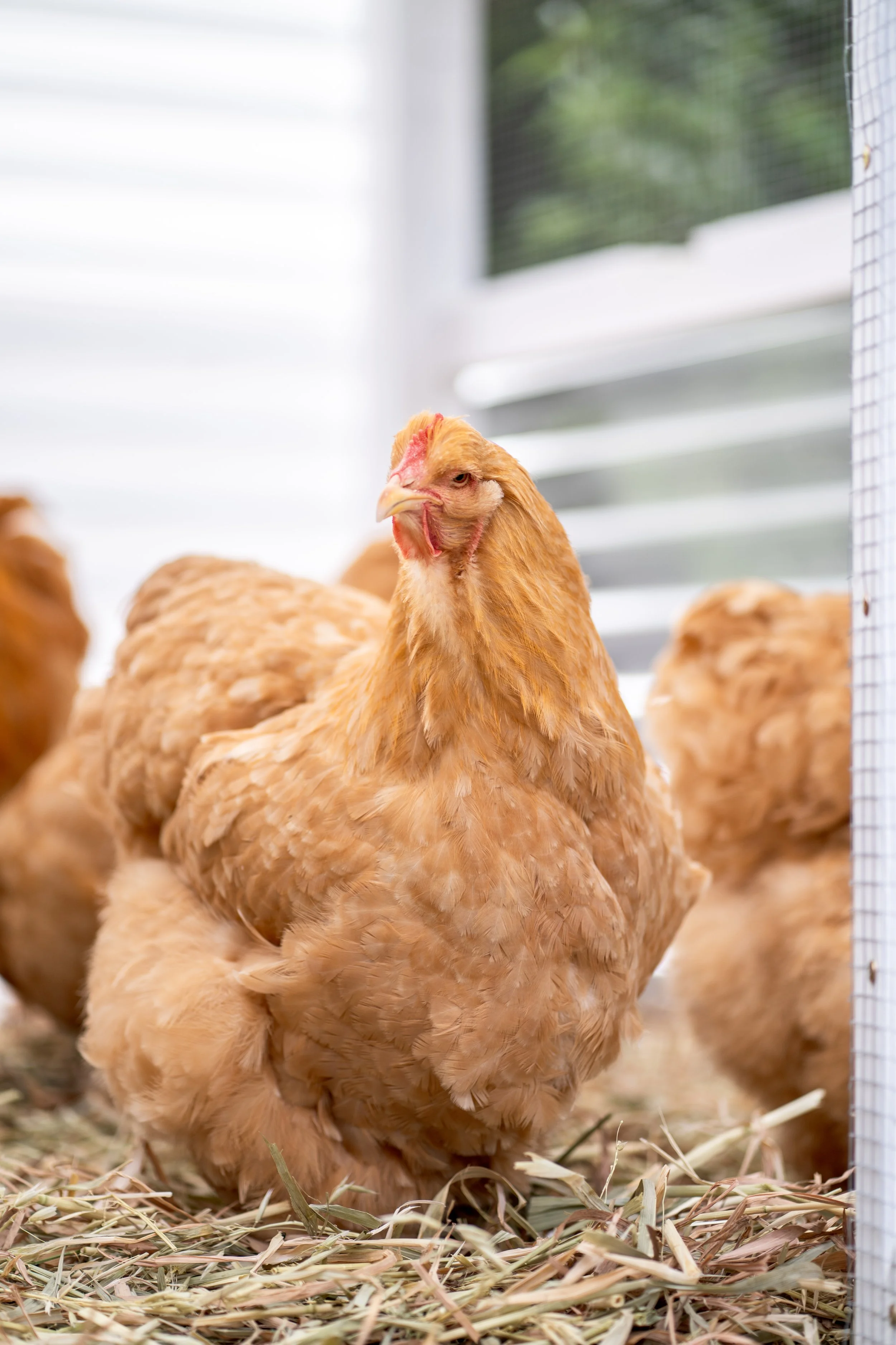 cochins & pekins-21.jpg