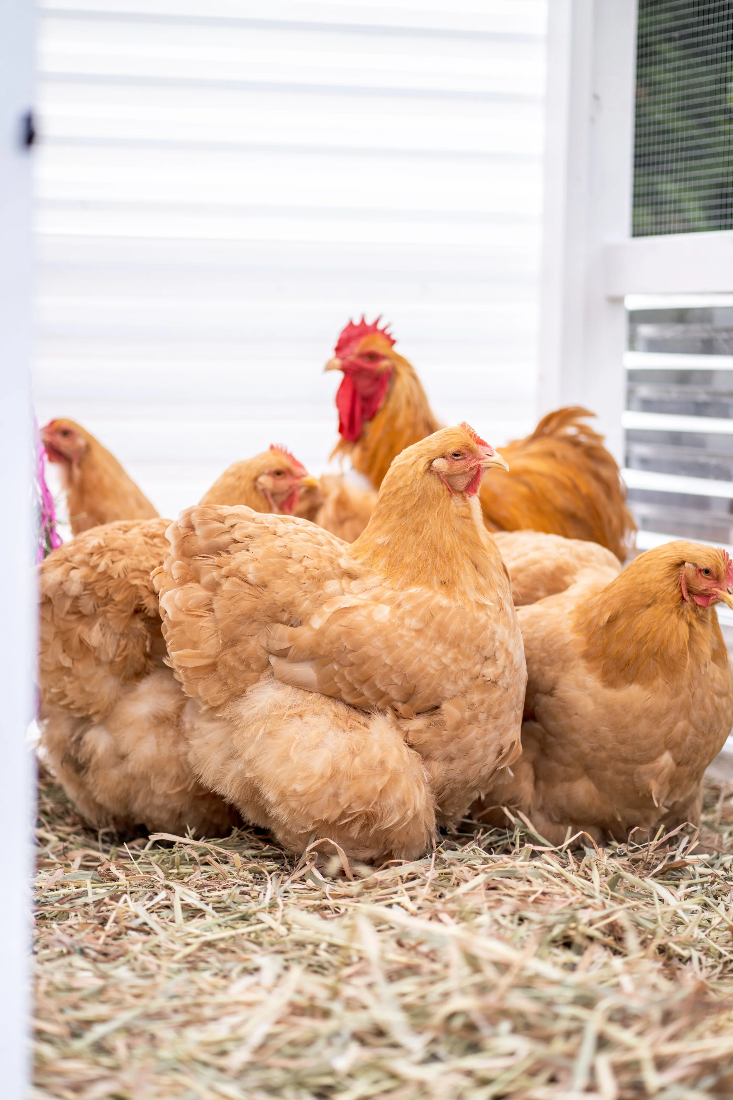 cochins & pekins-1-6.jpg