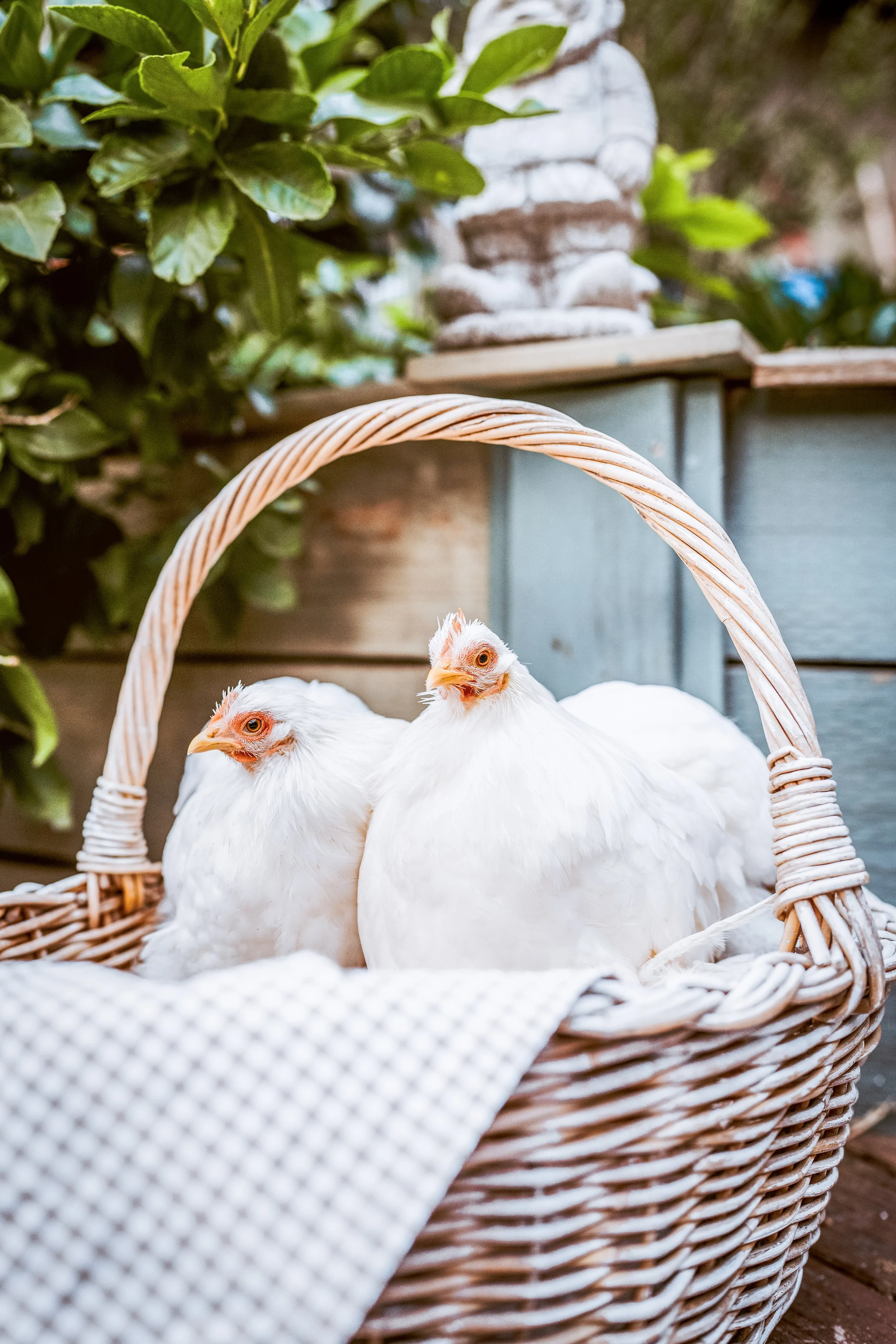 Pekin Bantam Chicks