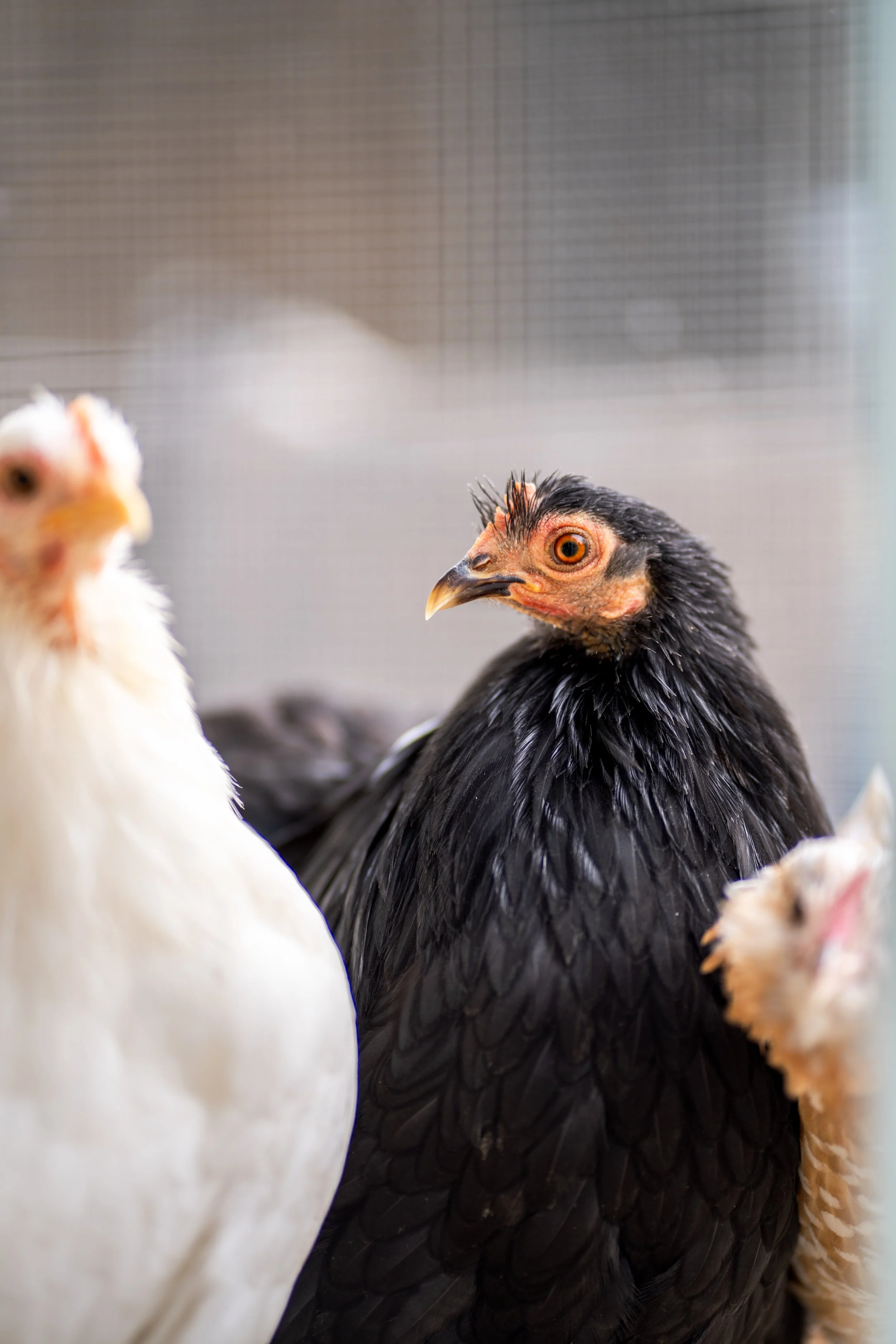 Close-up of two chickens, one with white feathers and the other with black feathers, against a blurred background.