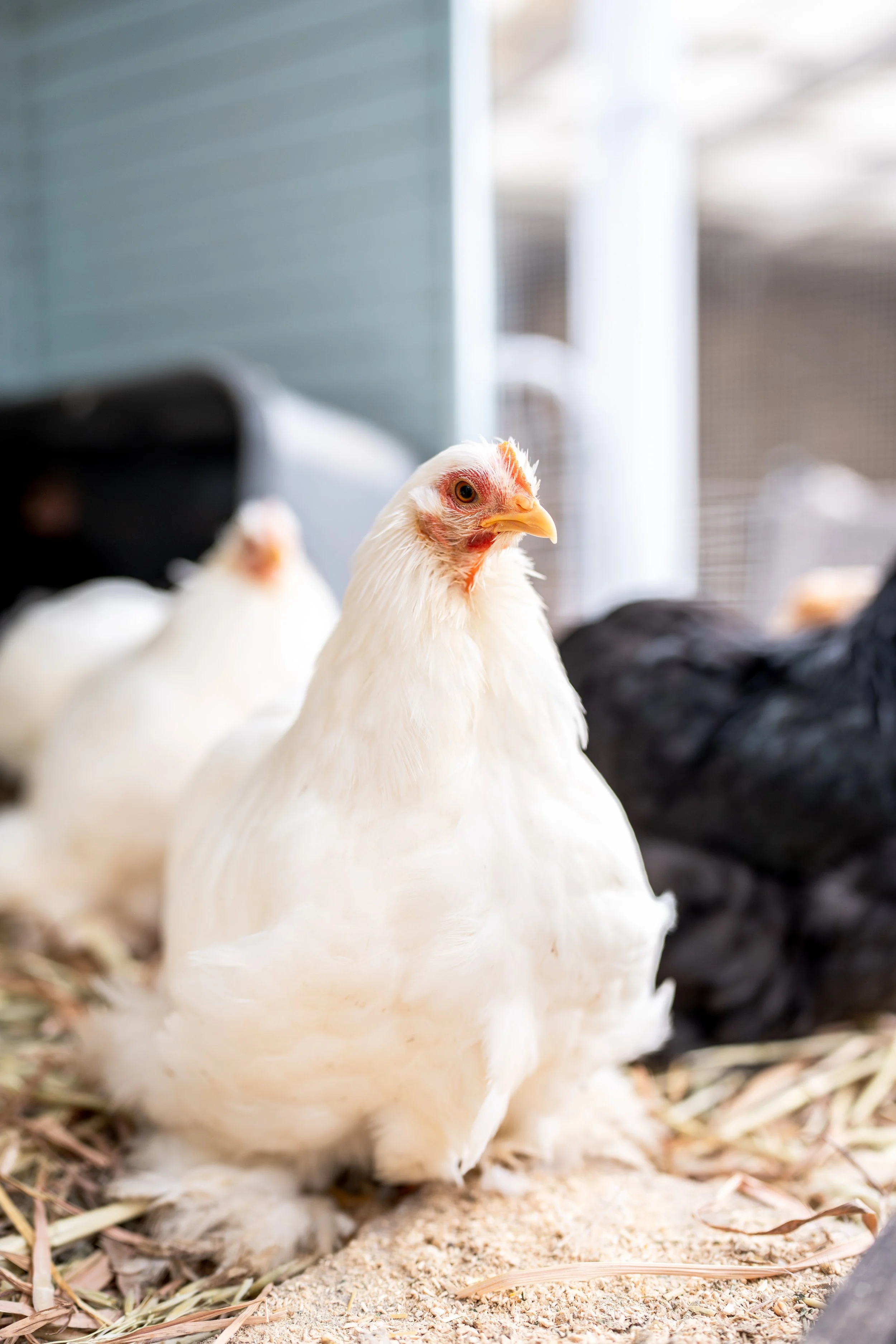 cochins & pekins-30-2.jpg
