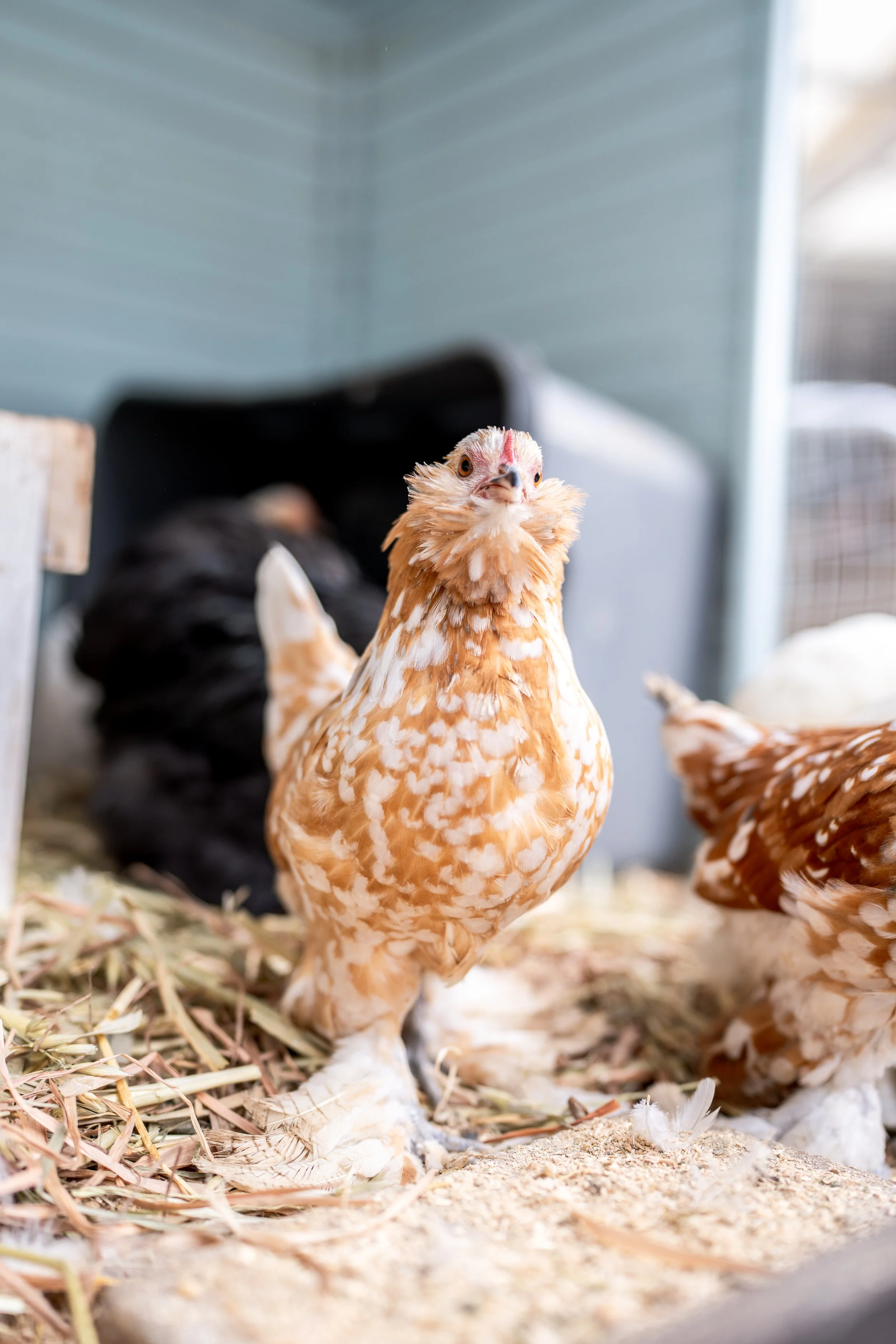 cochins & pekins-15-2.jpg