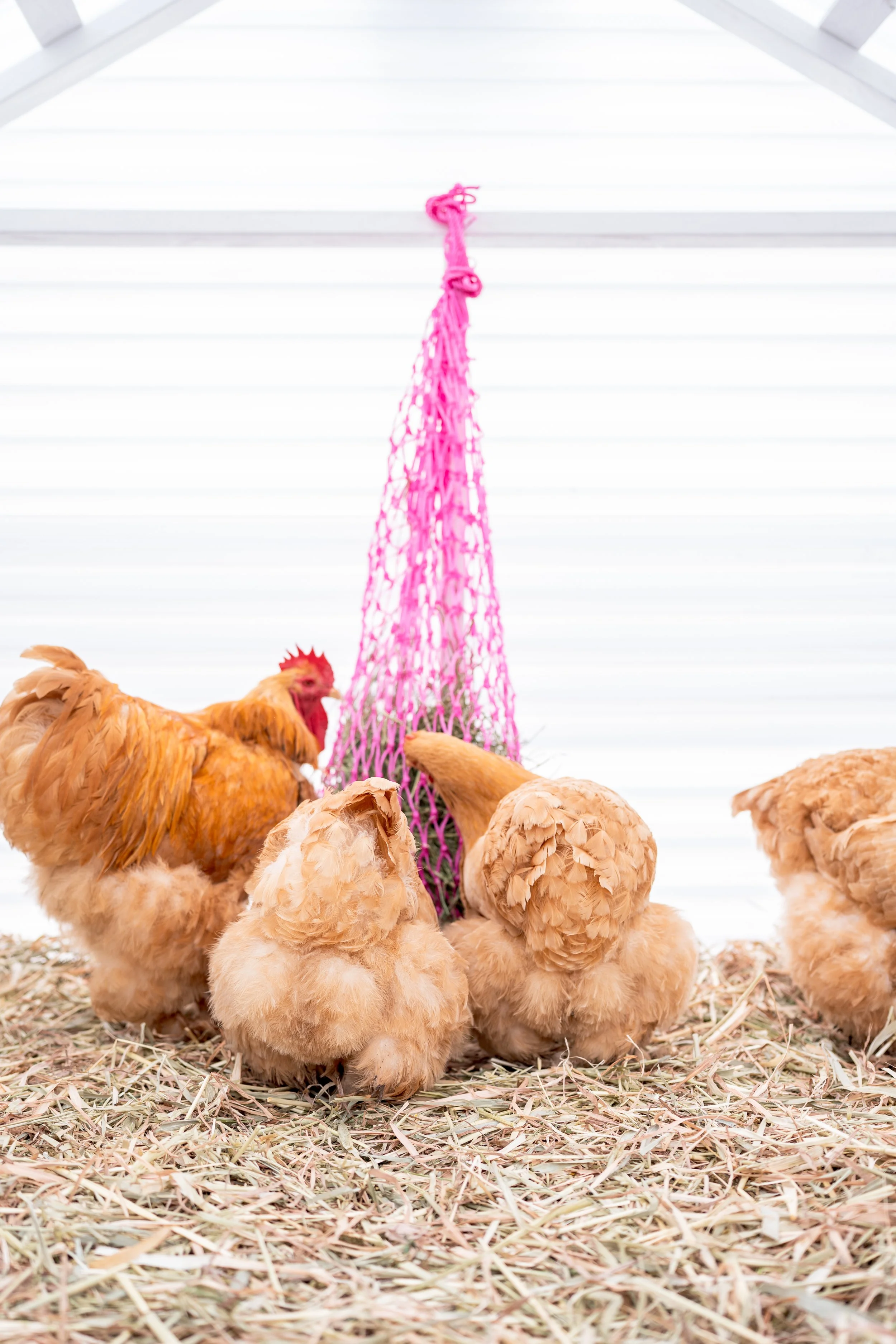 cochins & pekins-50.jpg