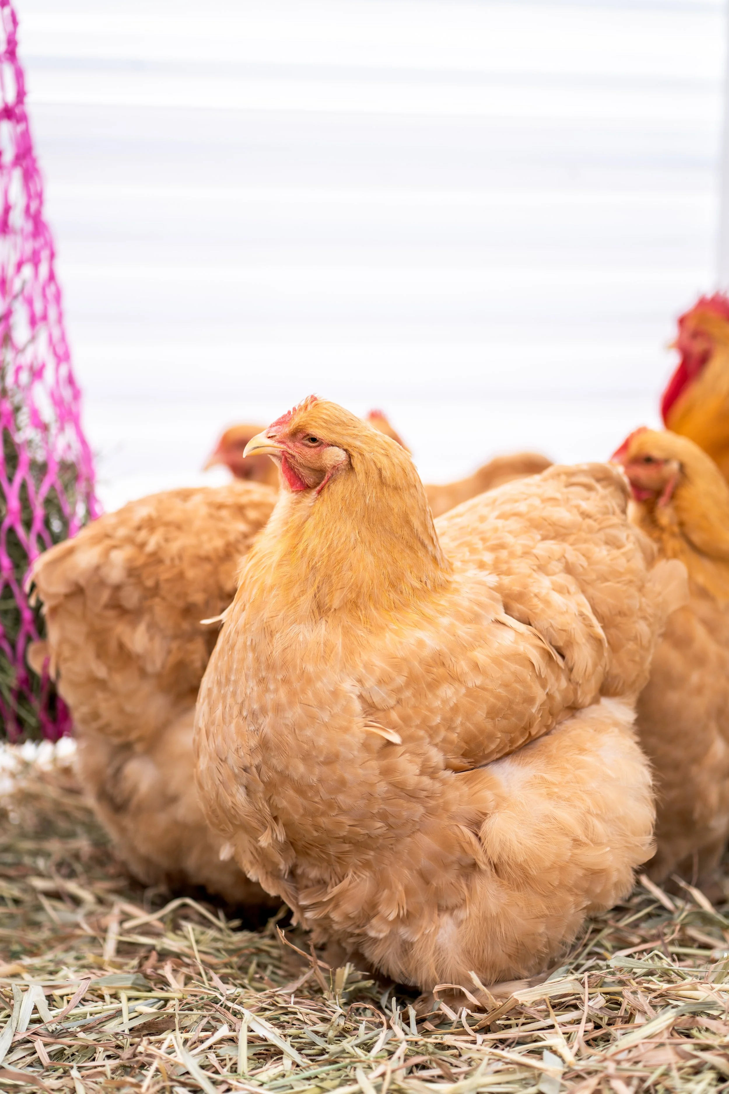 cochins & pekins-1-7.jpg