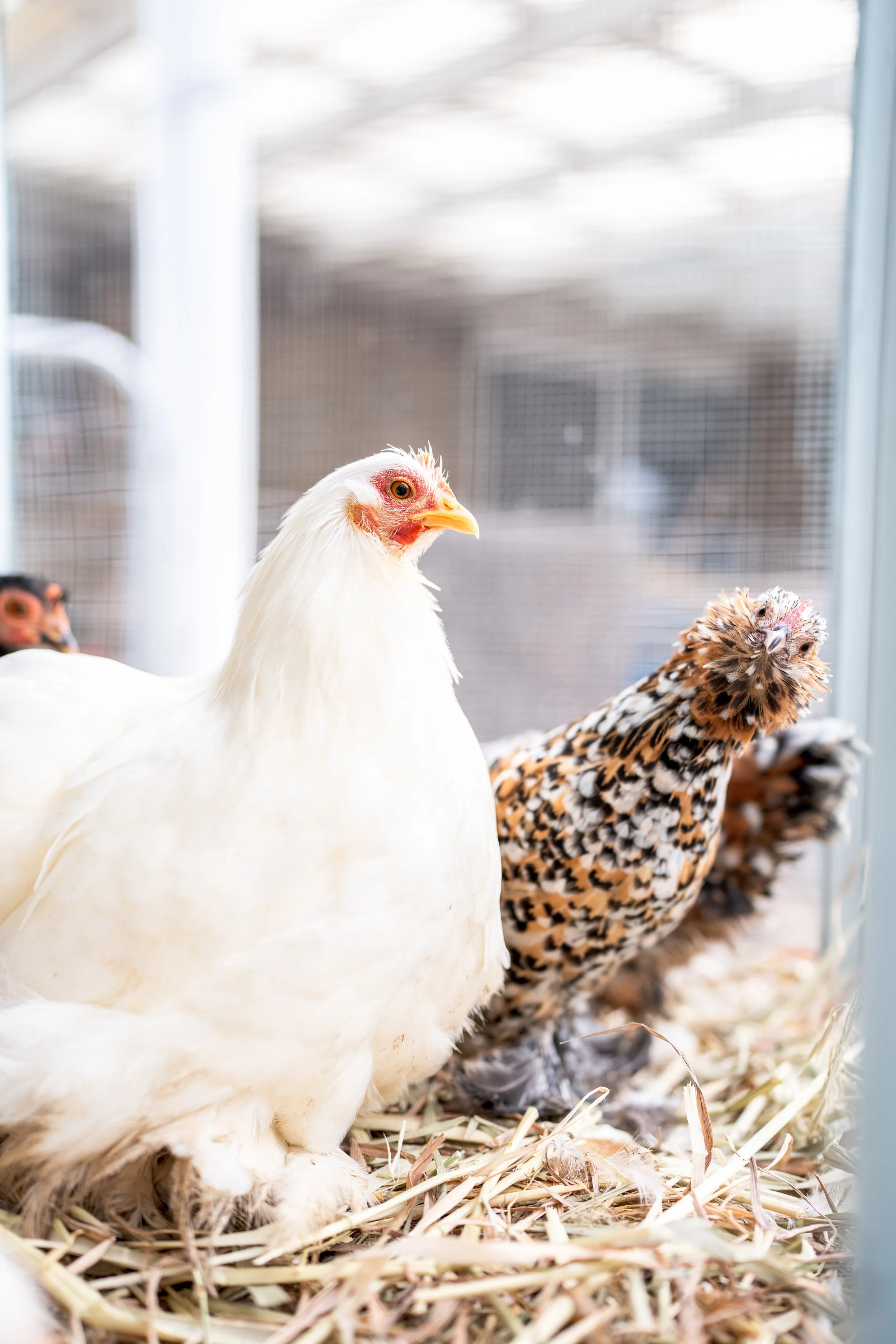 cochins & pekins-20-2.jpg