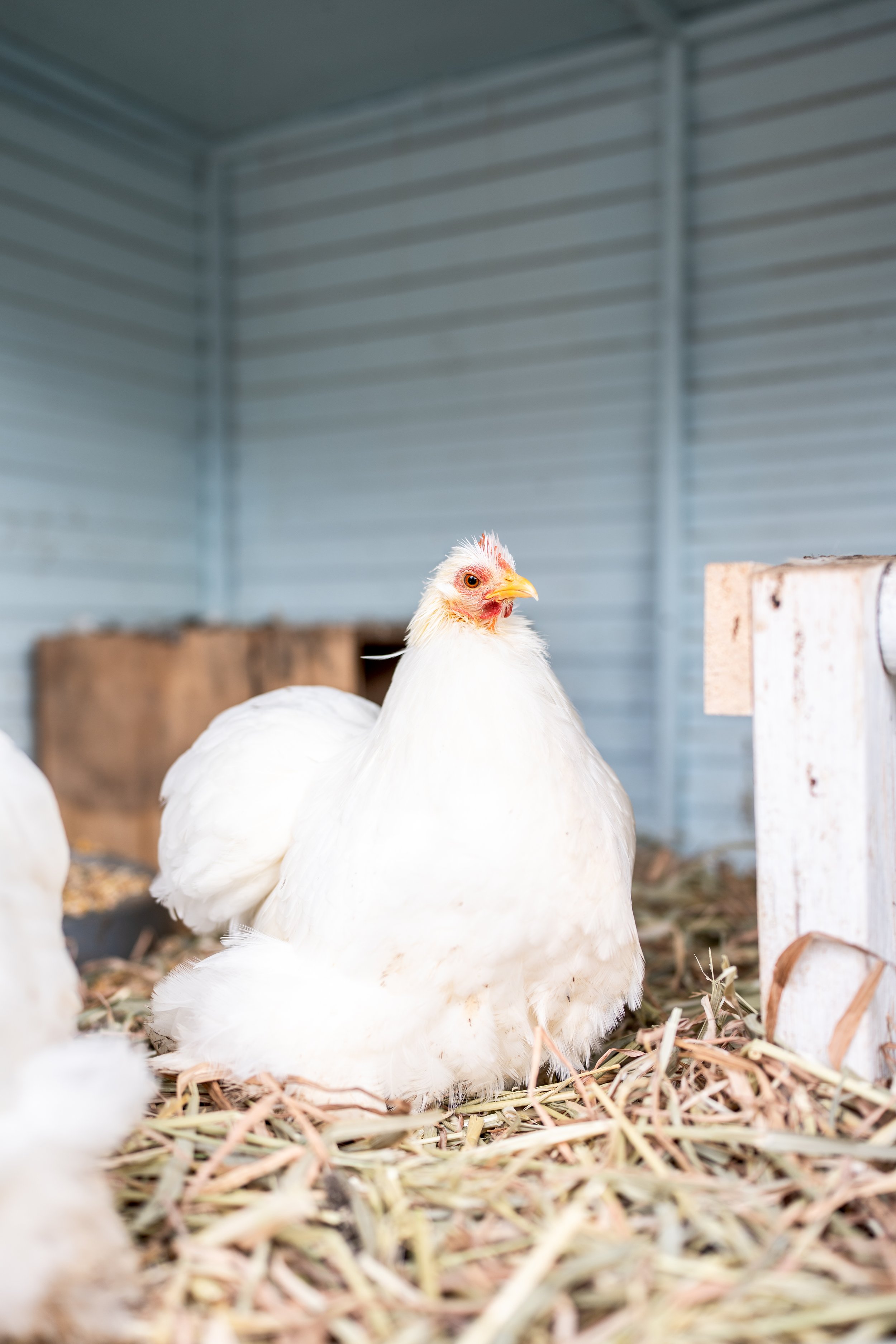 cochins & pekins-7.jpg