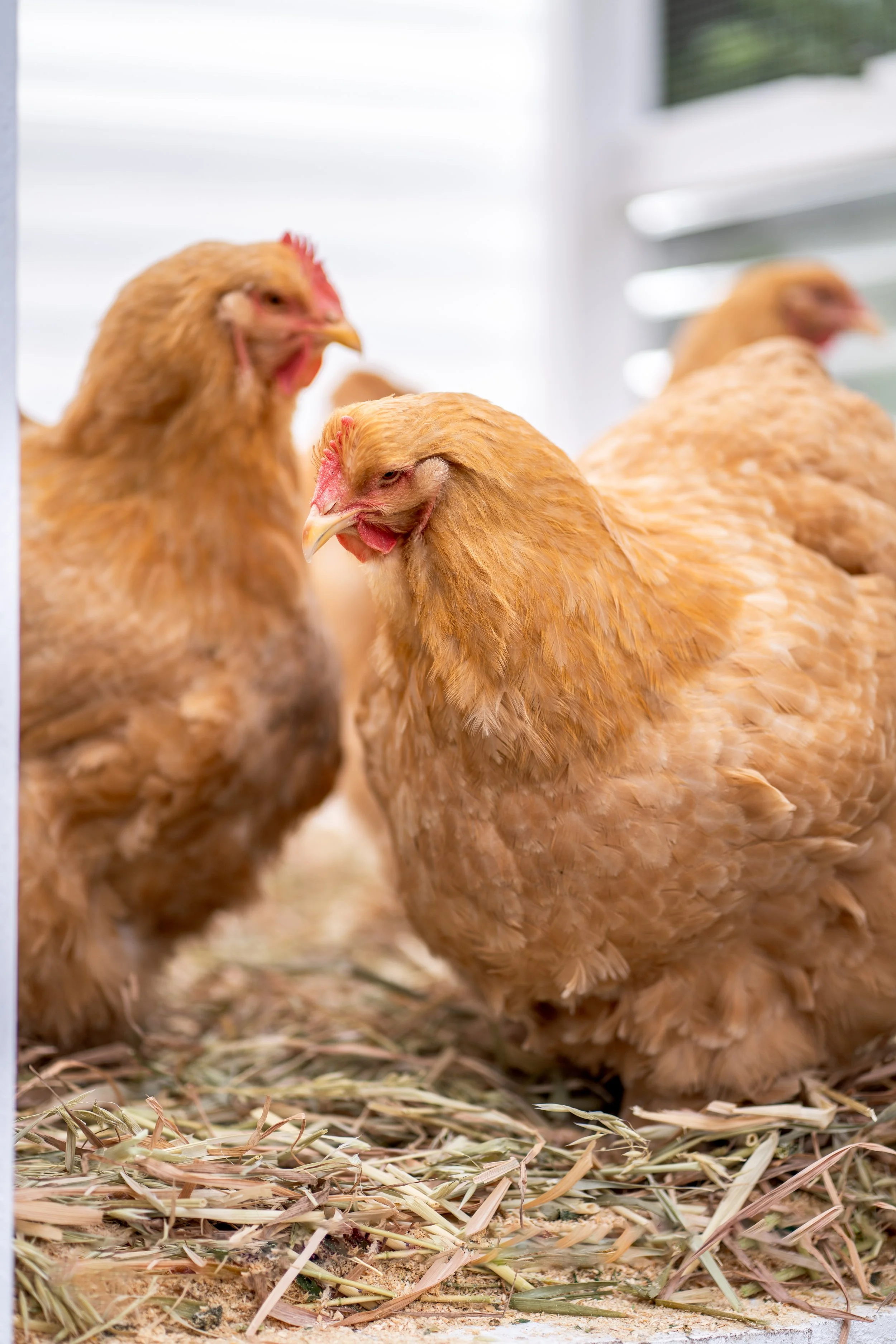 Buff Cochin Chicks