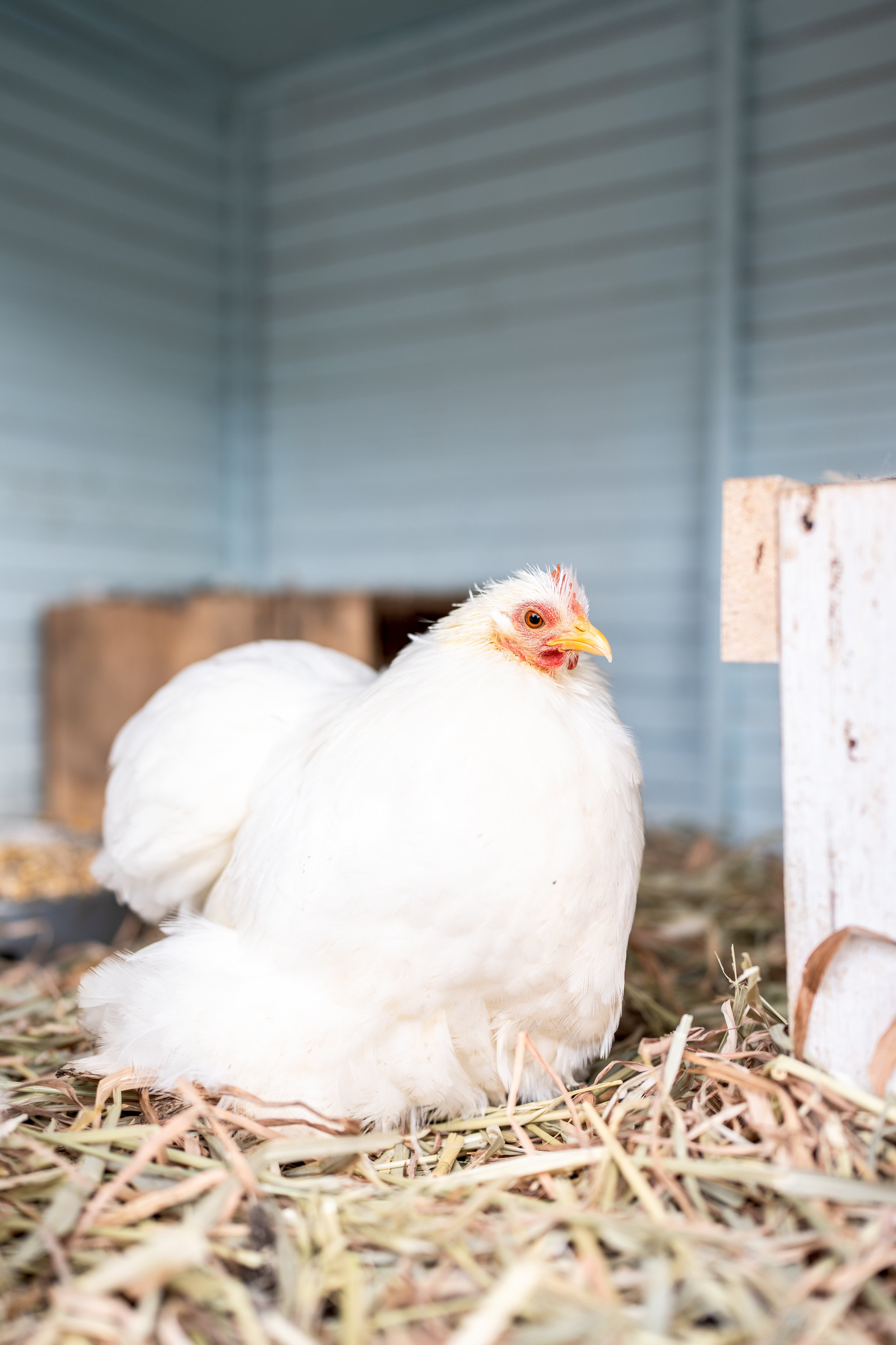 cochins & pekins-8.jpg