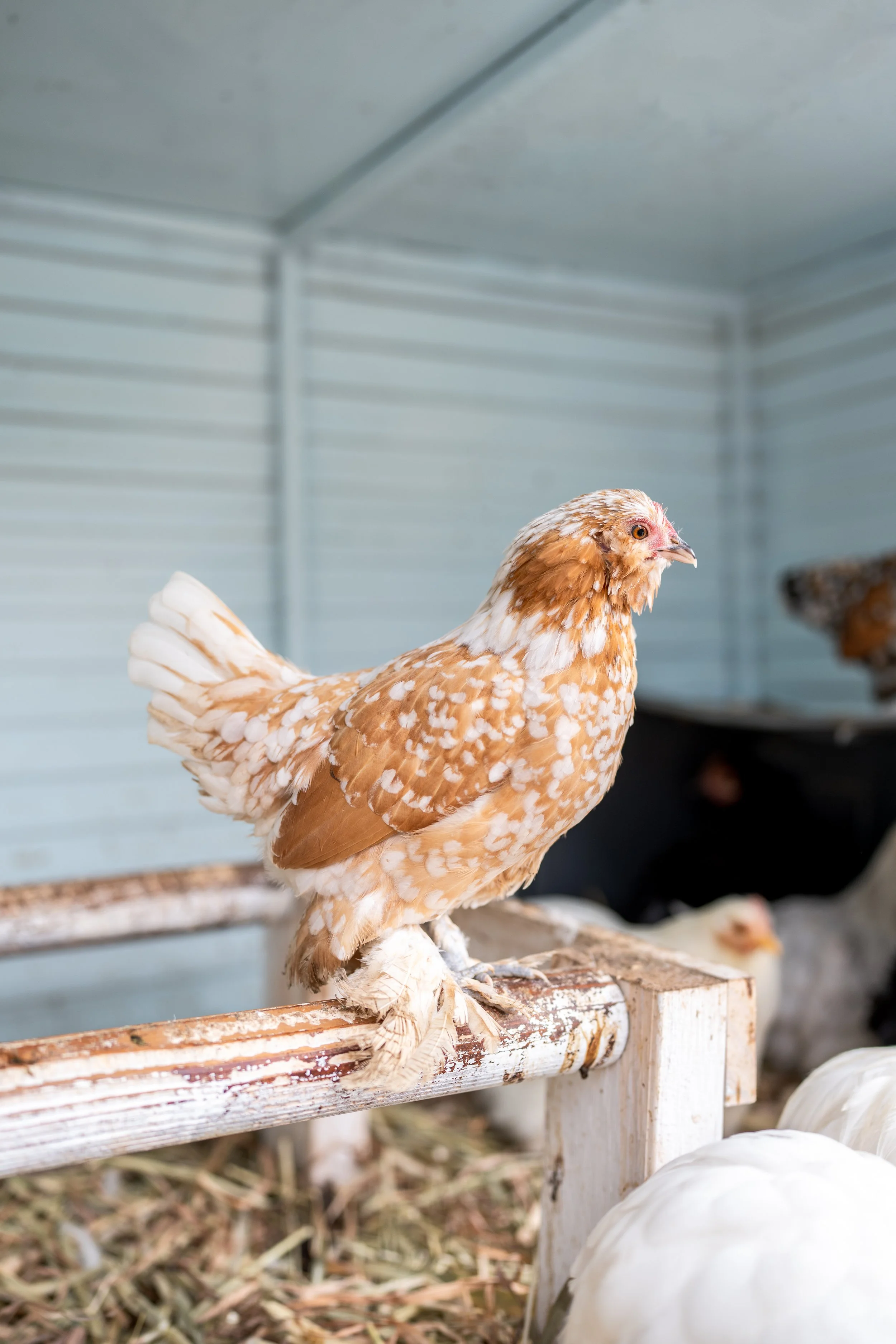 cochins & pekins-35.jpg