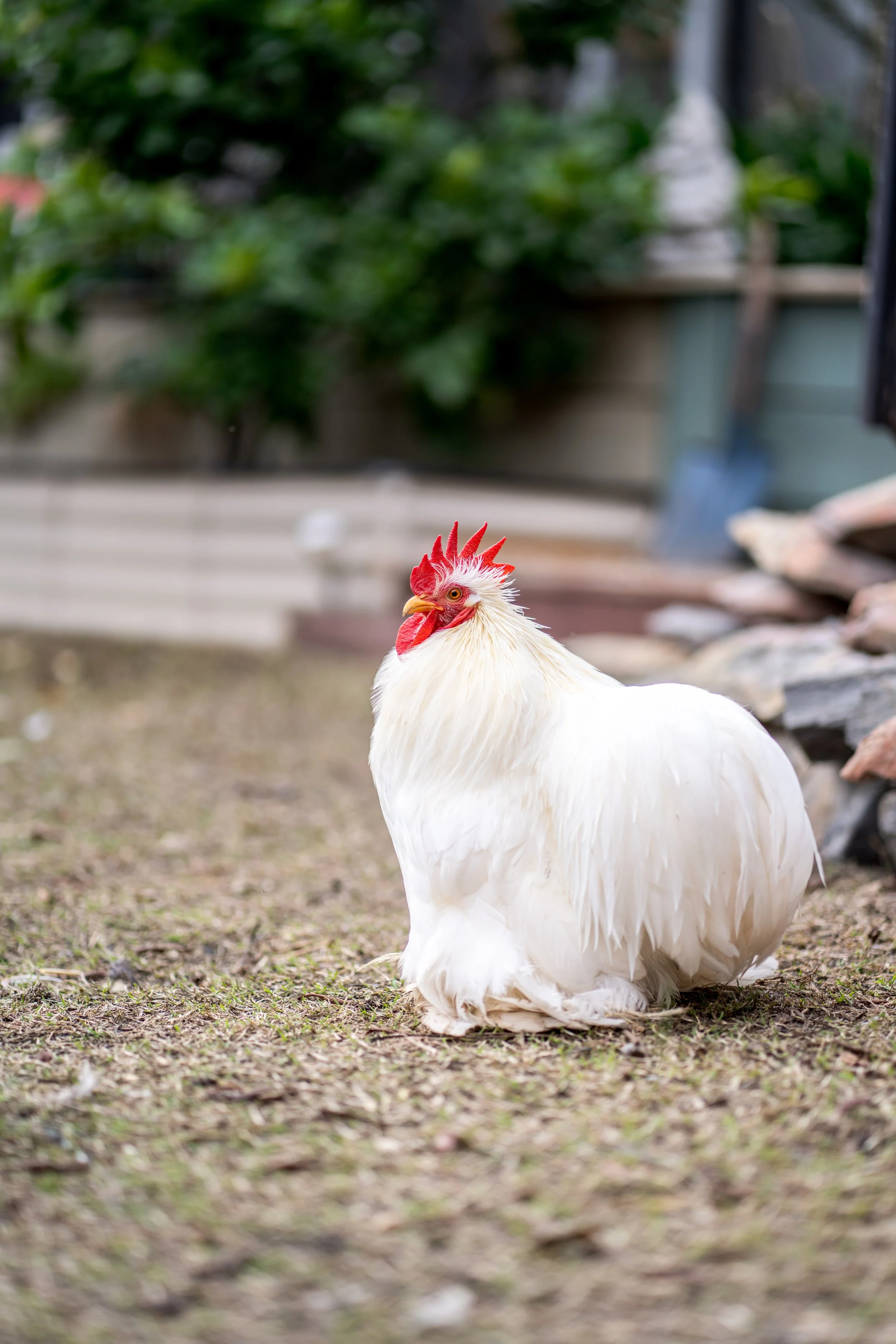 cochins & pekins-31.jpg