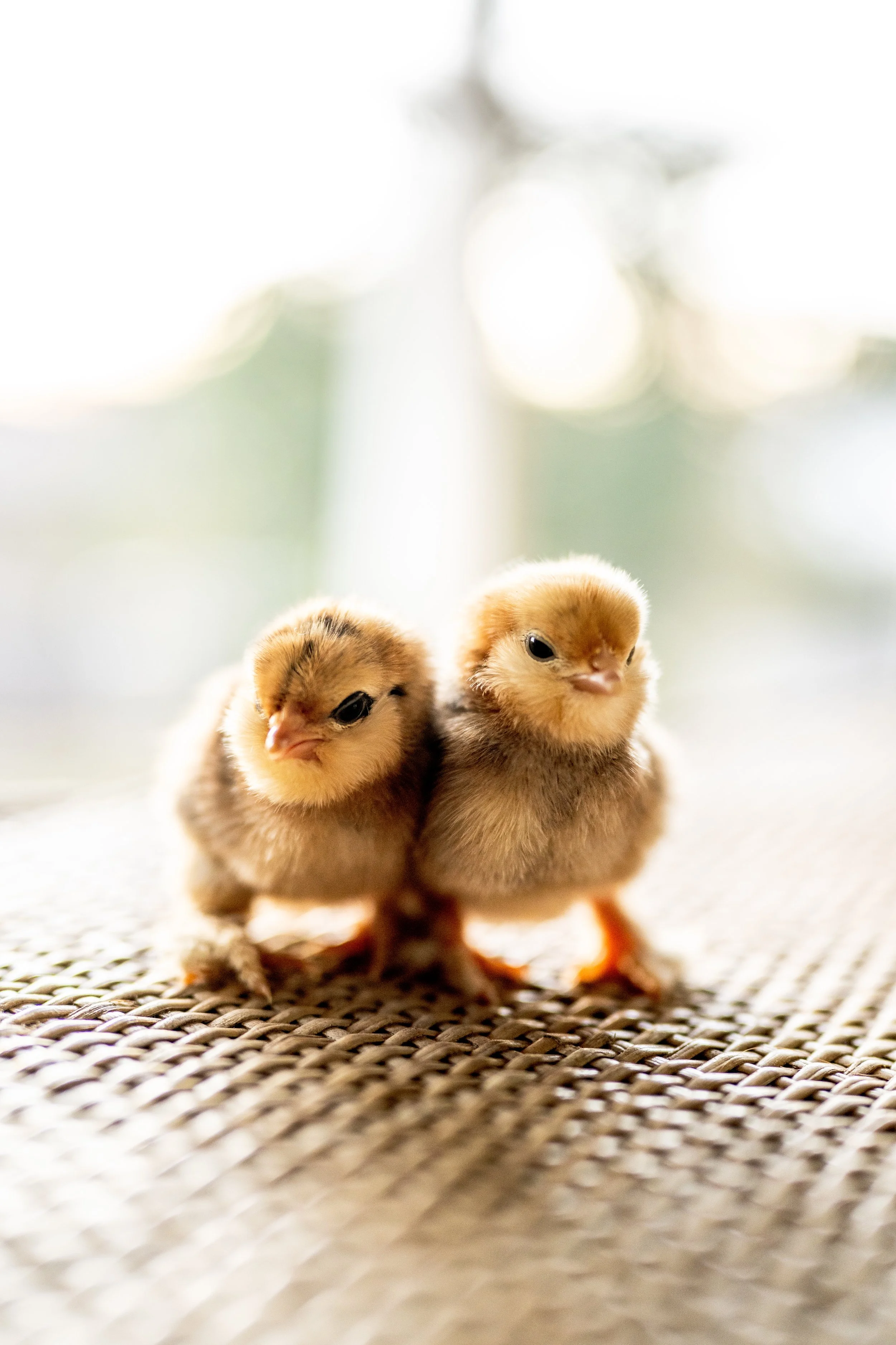Belgian d’Uccle Chicks