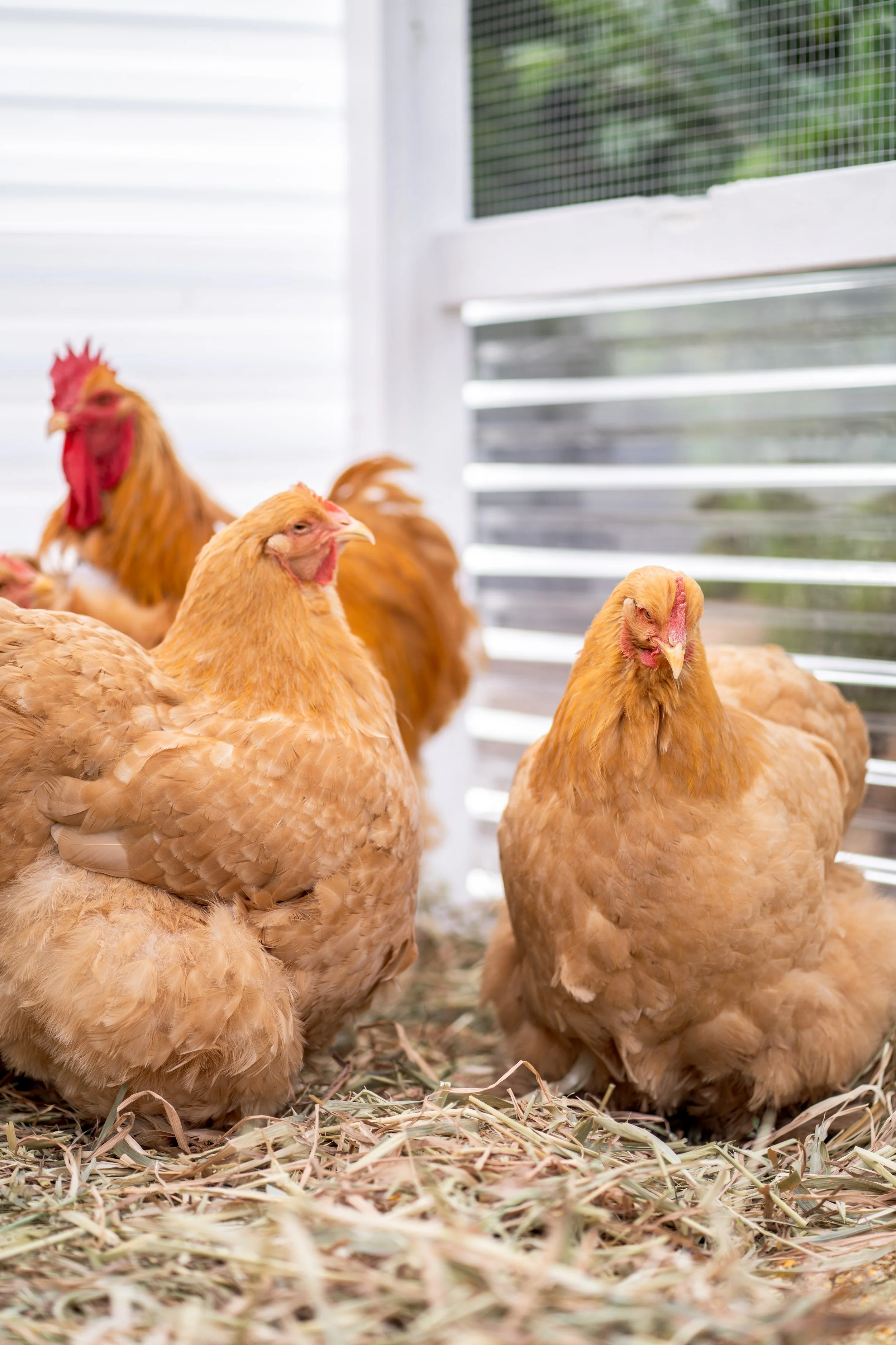 cochins & pekins-1-2.jpg