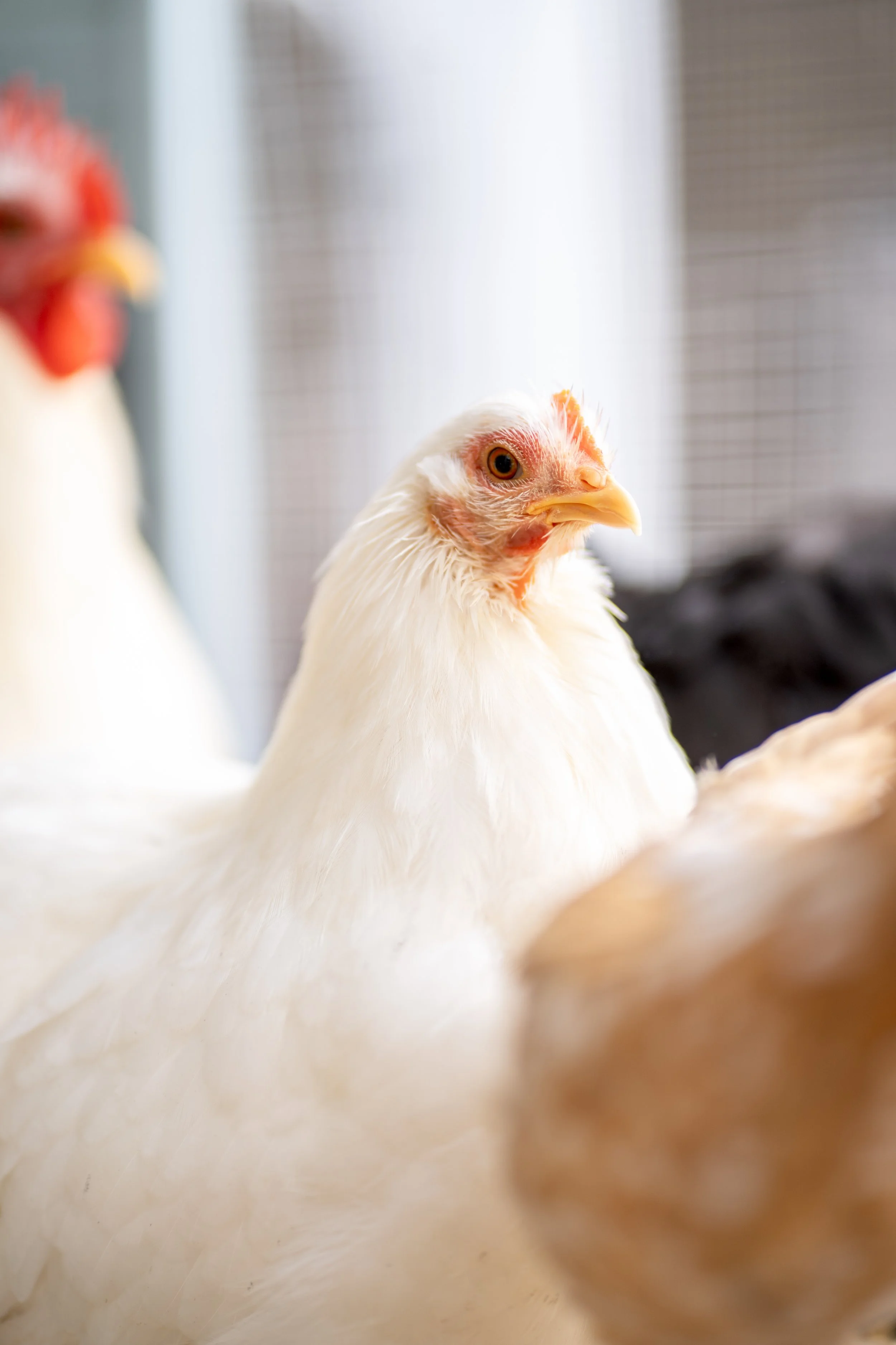 cochins & pekins-3.jpg