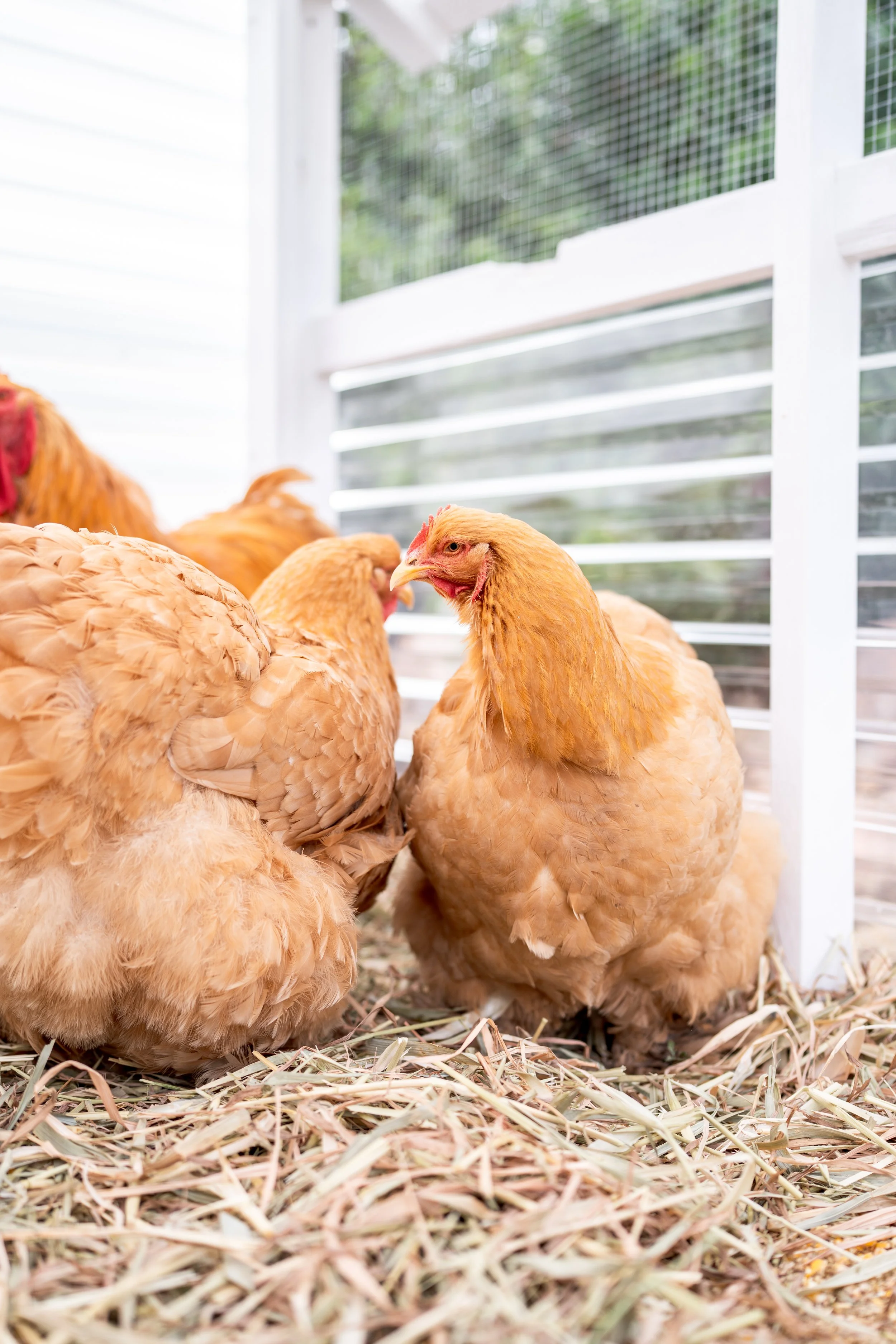 cochins & pekins-48.jpg
