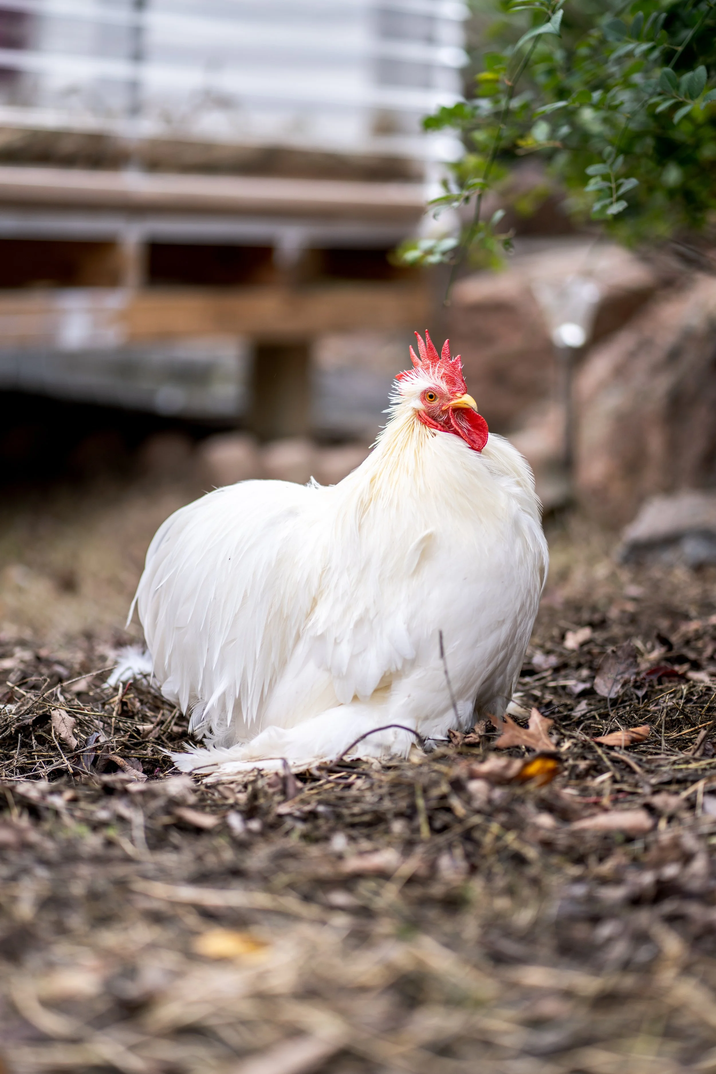 cochins & pekins-33.jpg