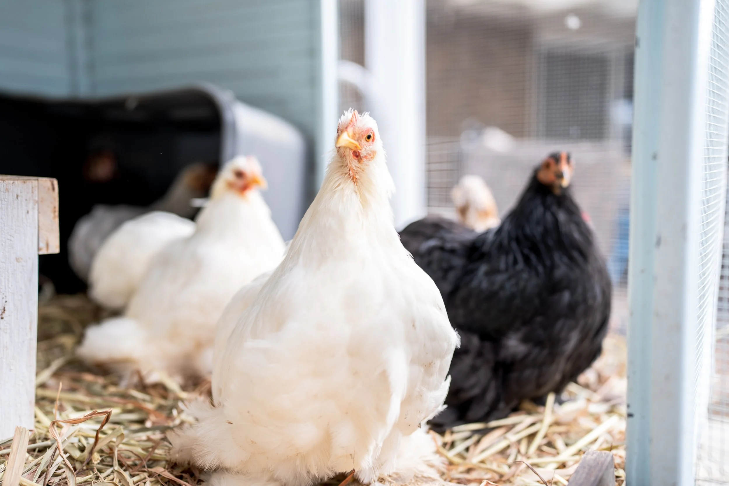 cochins & pekins-31-2.jpg