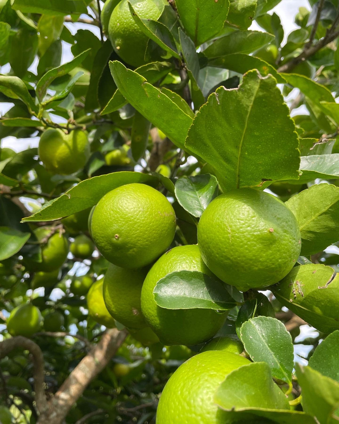 Close-up of green limes on a lime tree with green leaves.