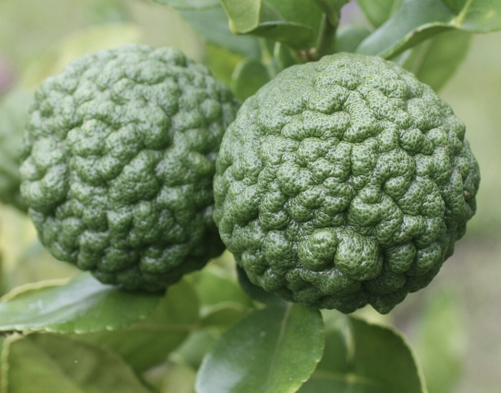 Mukrat Limes fresh per kilo