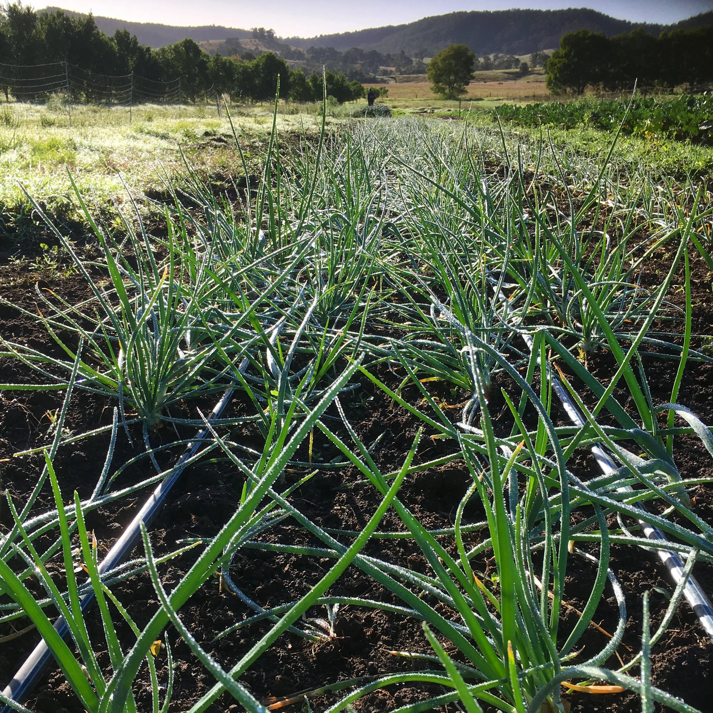 Organic certification, sustainability, and regenerative agriculture – Aren’t they just catchy marketing terms?&nbsp;