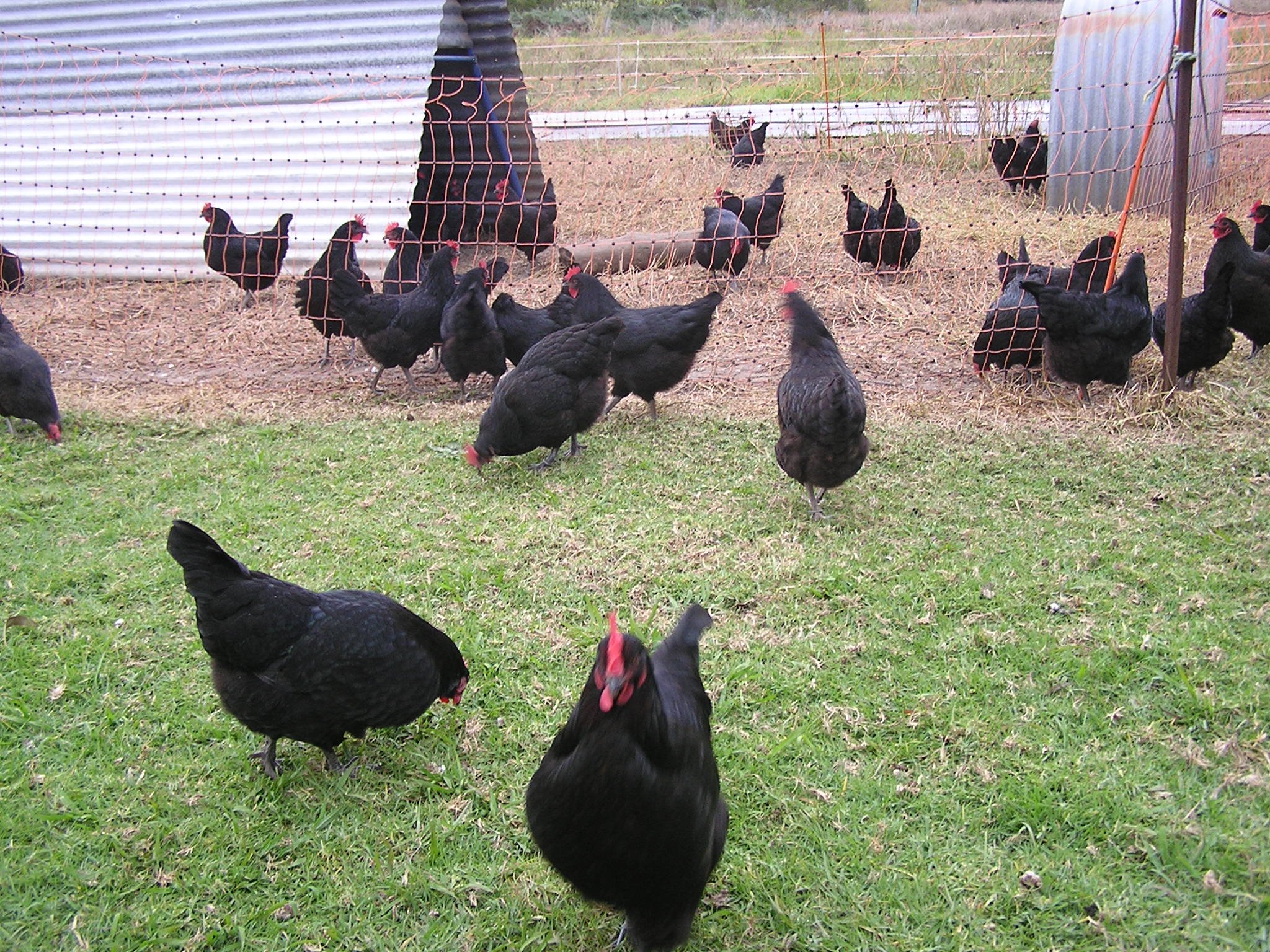 The House of the Seven Hens