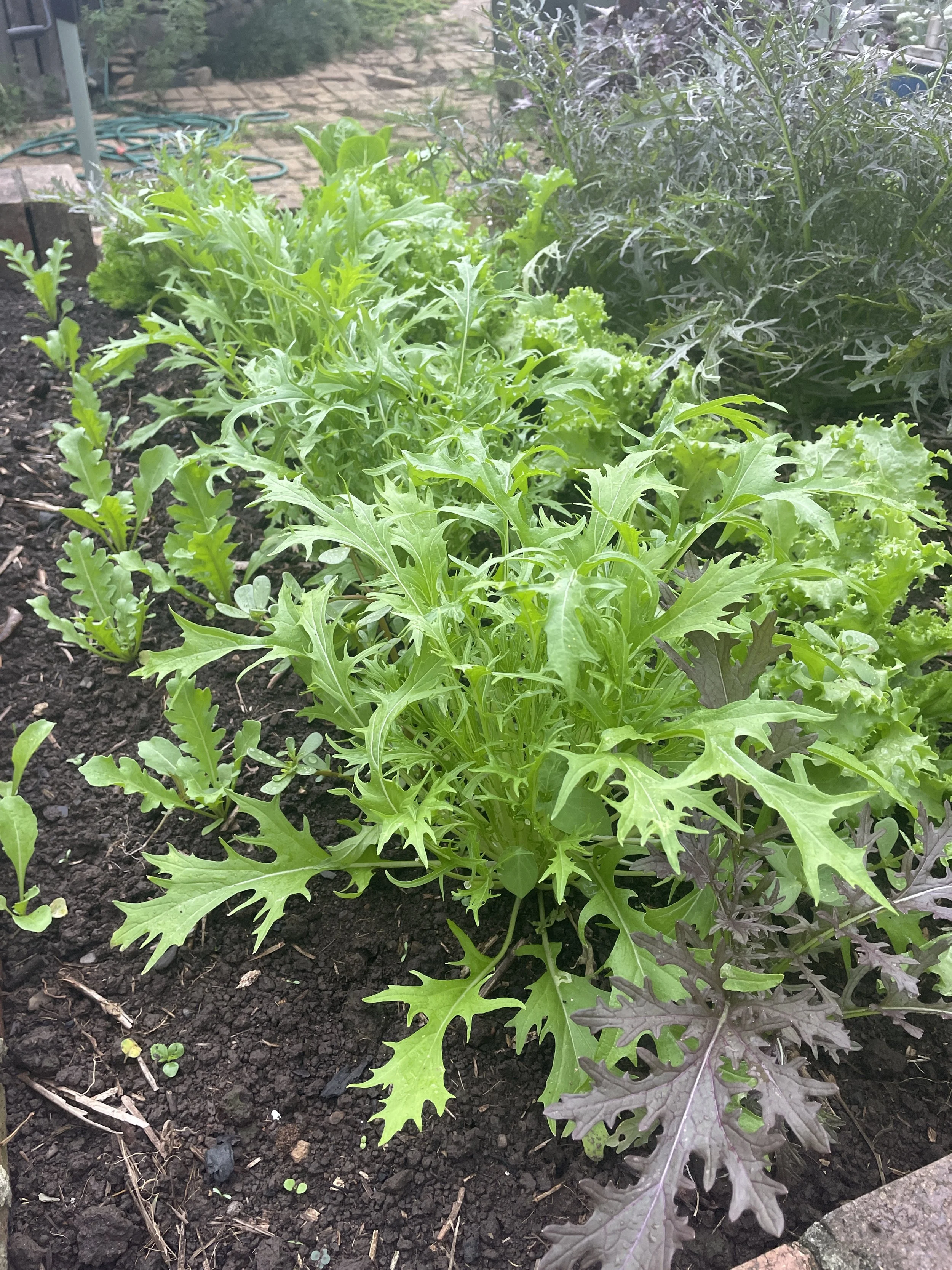 Autumn greens in the kitchen garden