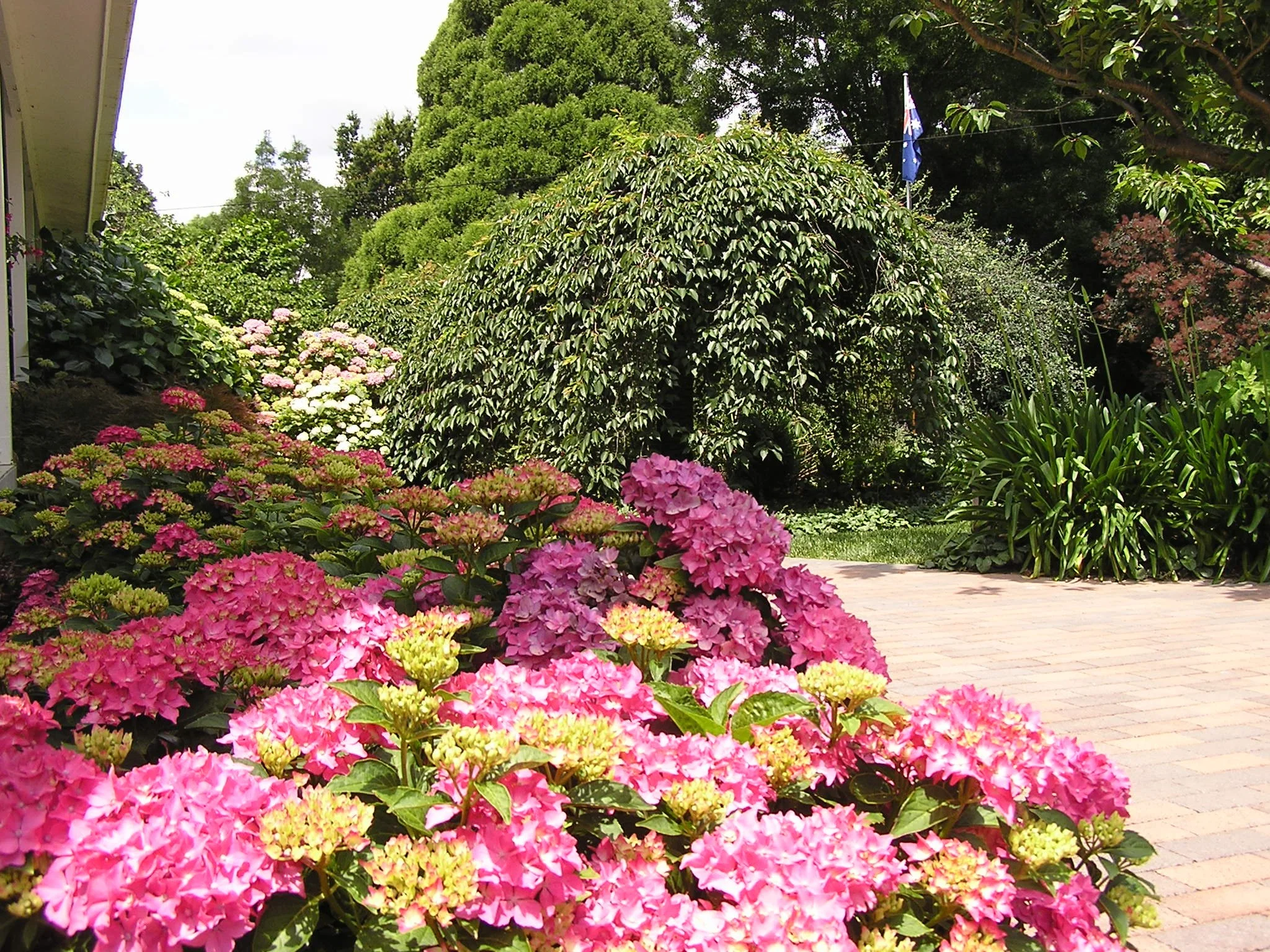 Hydrangeas, cherry tree and smokebush in a profusion of colour