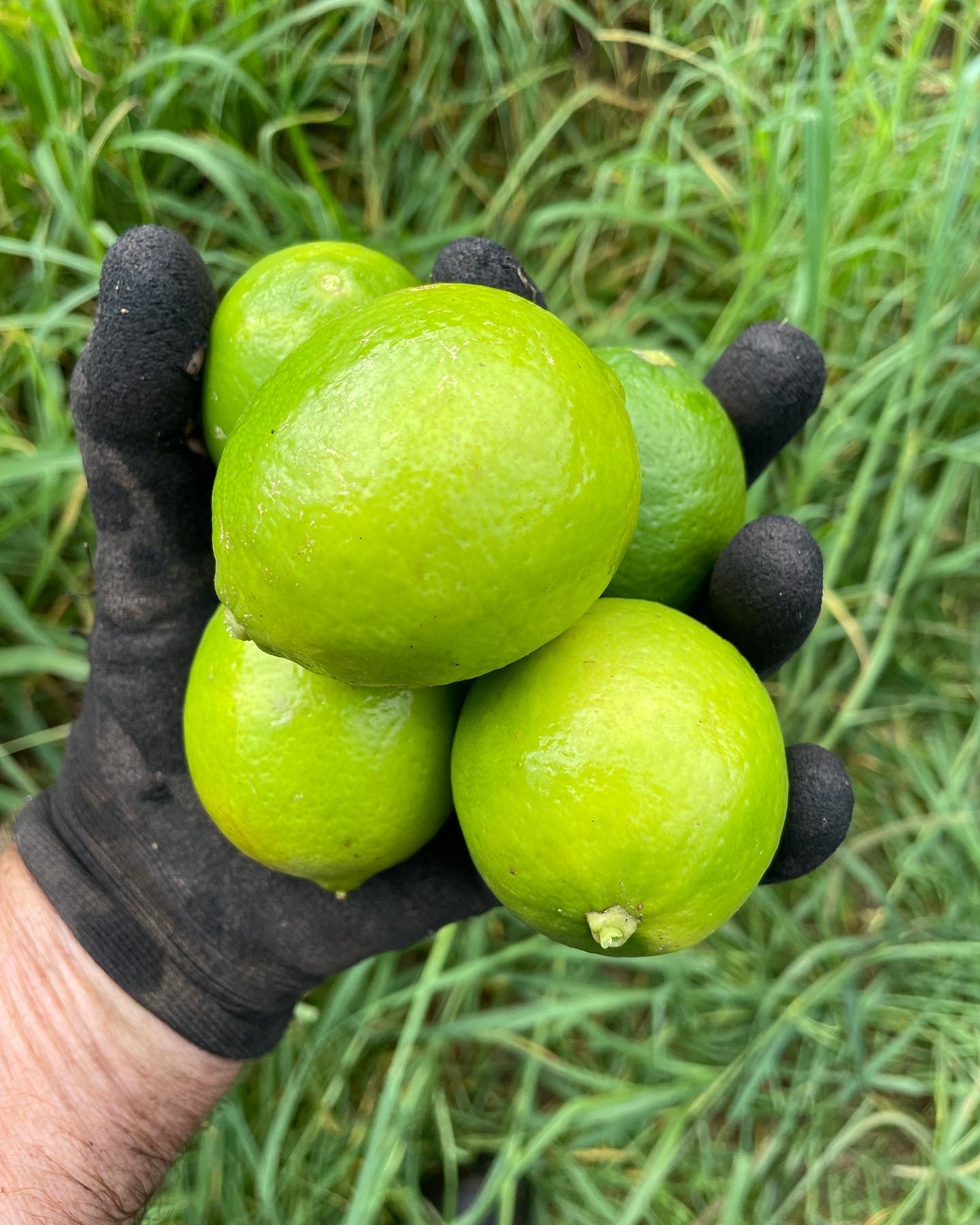Persian Limes fresh per kilo