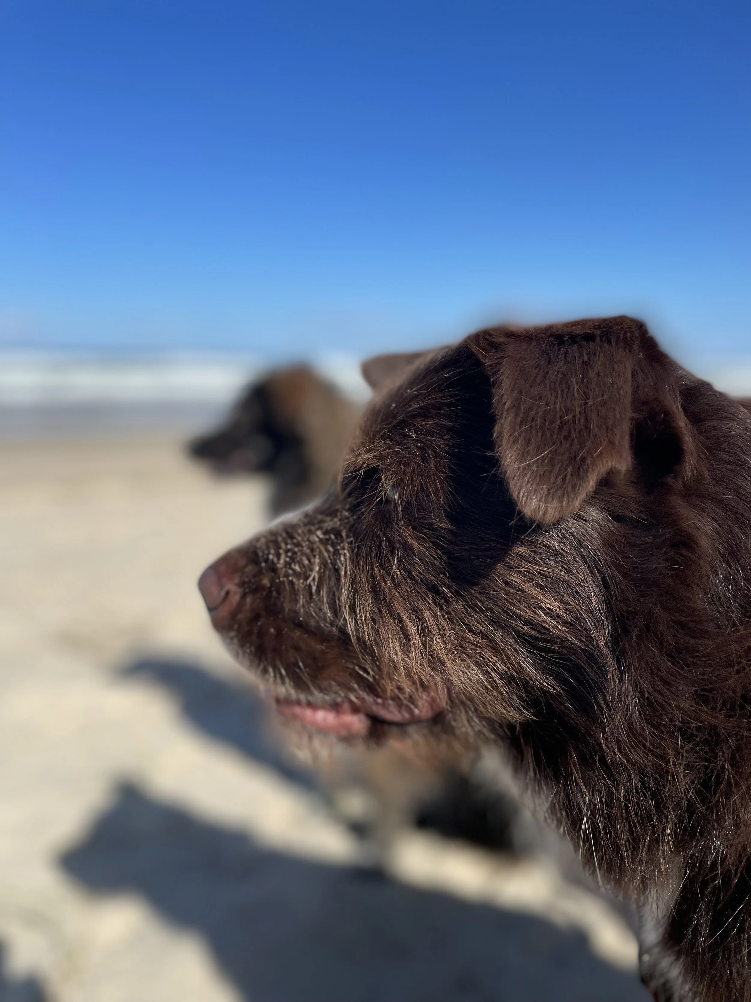 Rex down by the sea