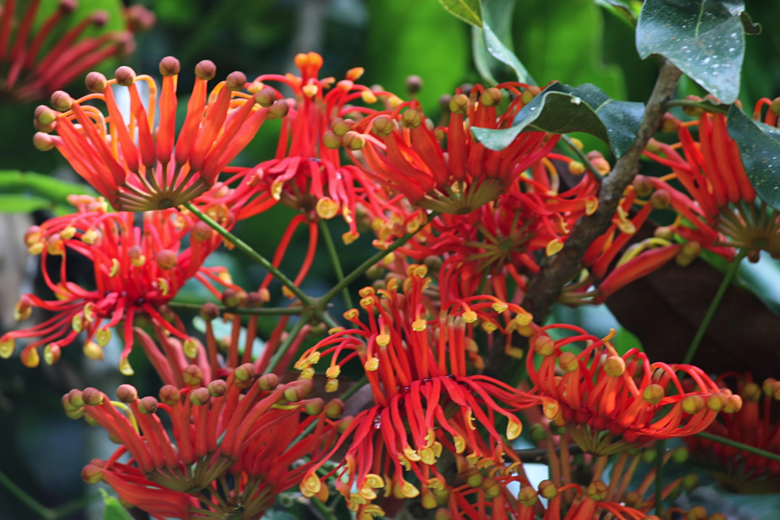 Queensland Firewheel Tree (Stenocarpus sinuatus) inflorescence