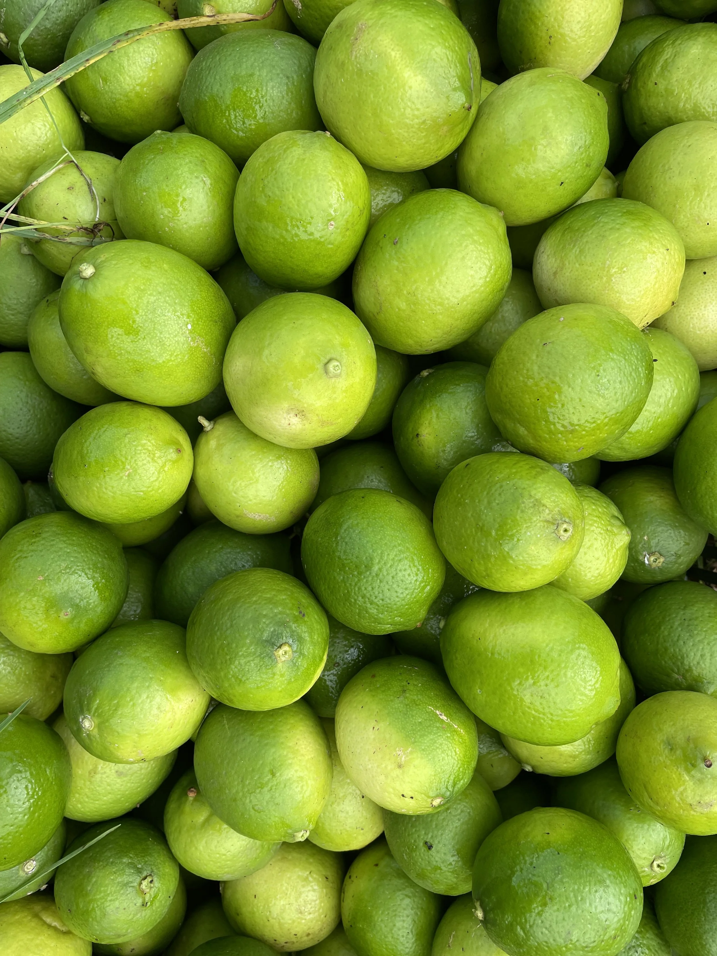 Persian Limes fresh per 5 kilo