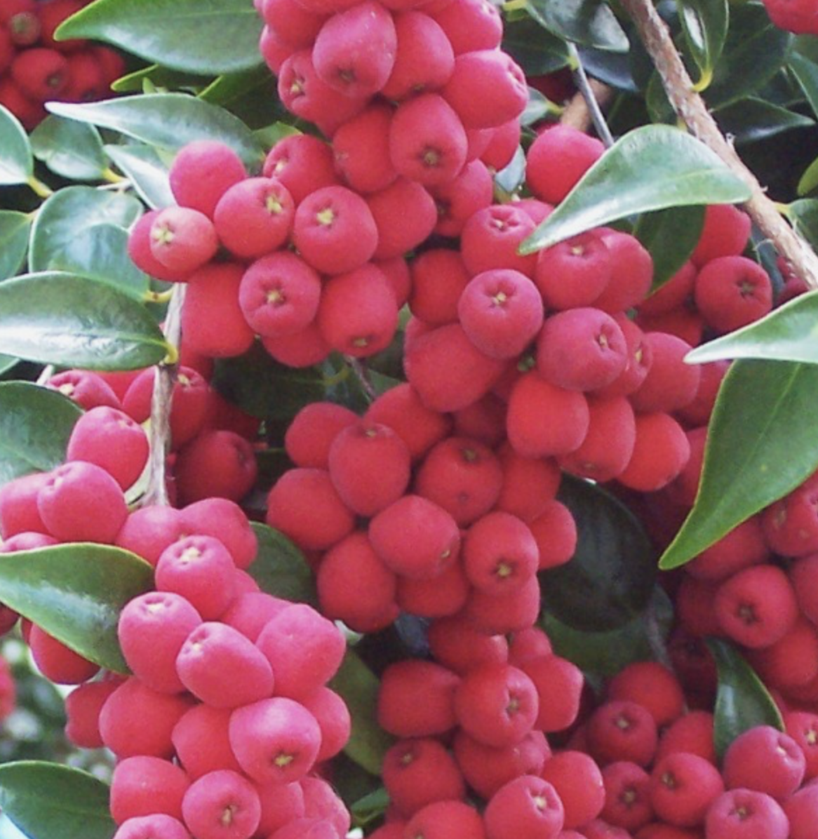 Riberry fresh fruit per kilo