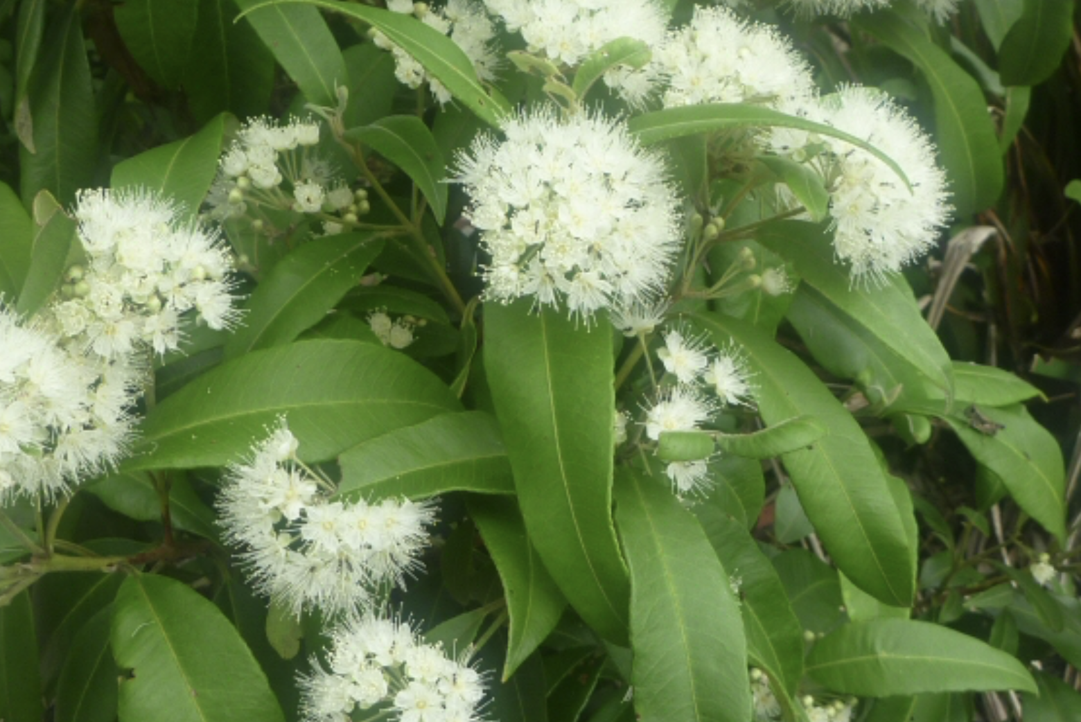 Lemon Myrtle fresh leaves