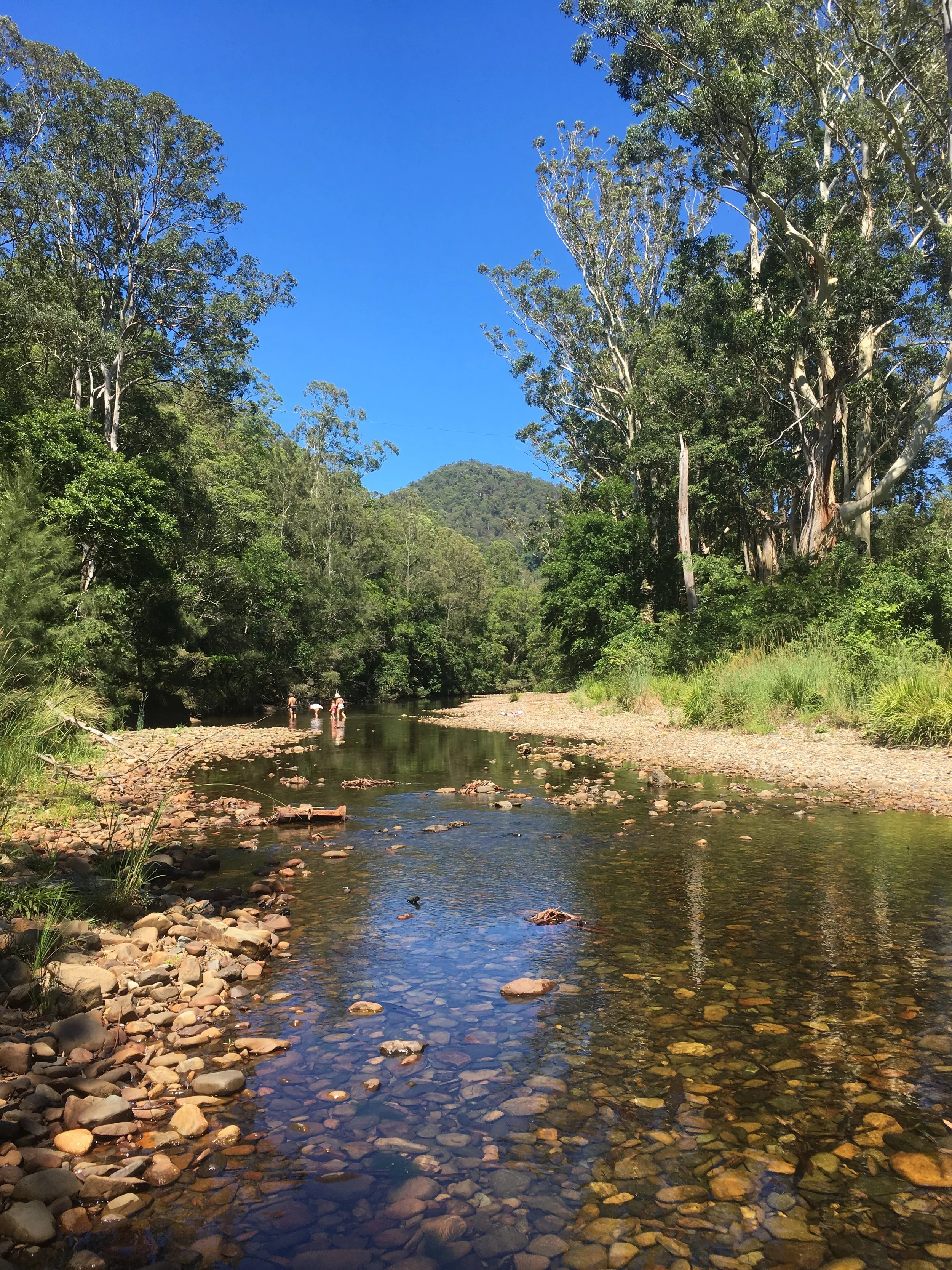 A clear river flowing through a lush green forest with tall trees, under a bright blue sky, with a group of people wading in the water in the distance.