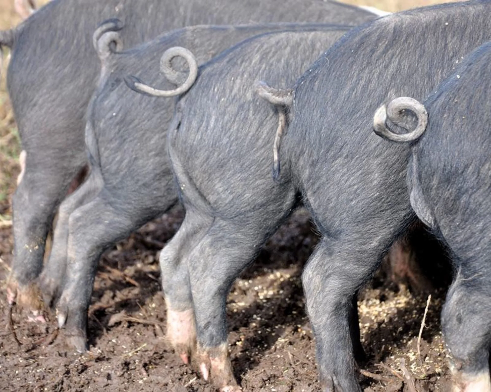 Heritage pigs all in a row