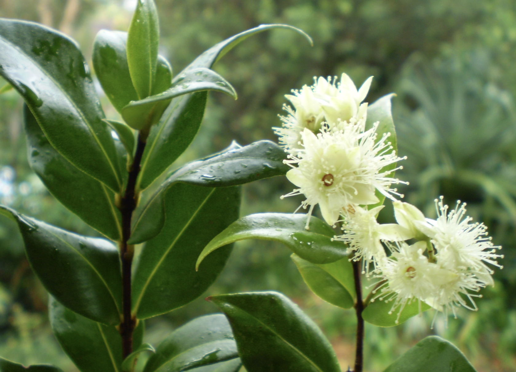 Cinnamon Myrtle fresh leaves