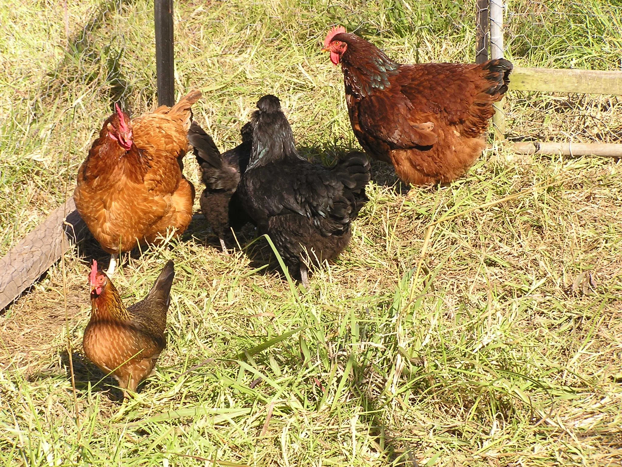 Our first clutch of hens free ranging at Near River