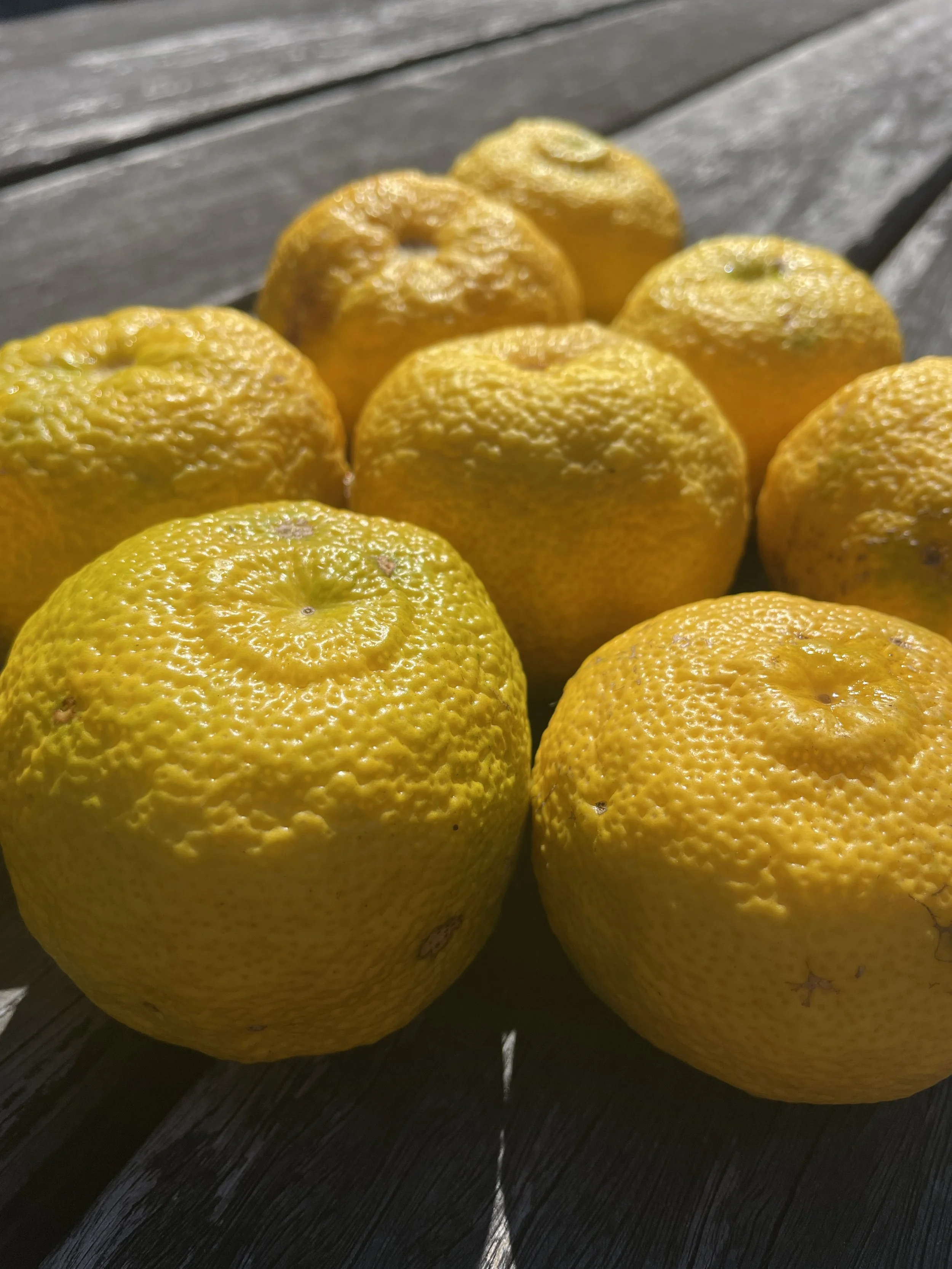 Yuzu fresh per kilo