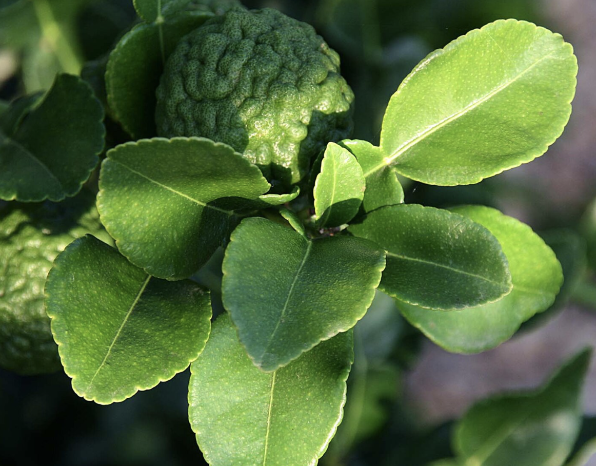 Mukrat Lime fresh leaves per 100gm