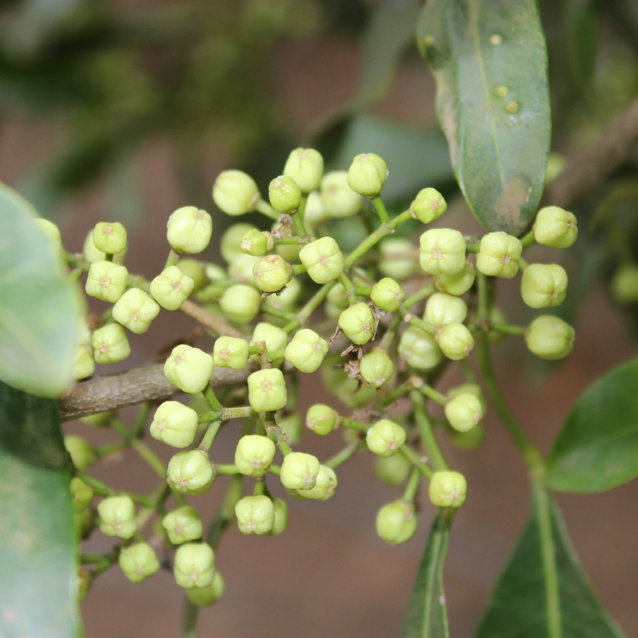Lemon aspen fruit small.jpeg