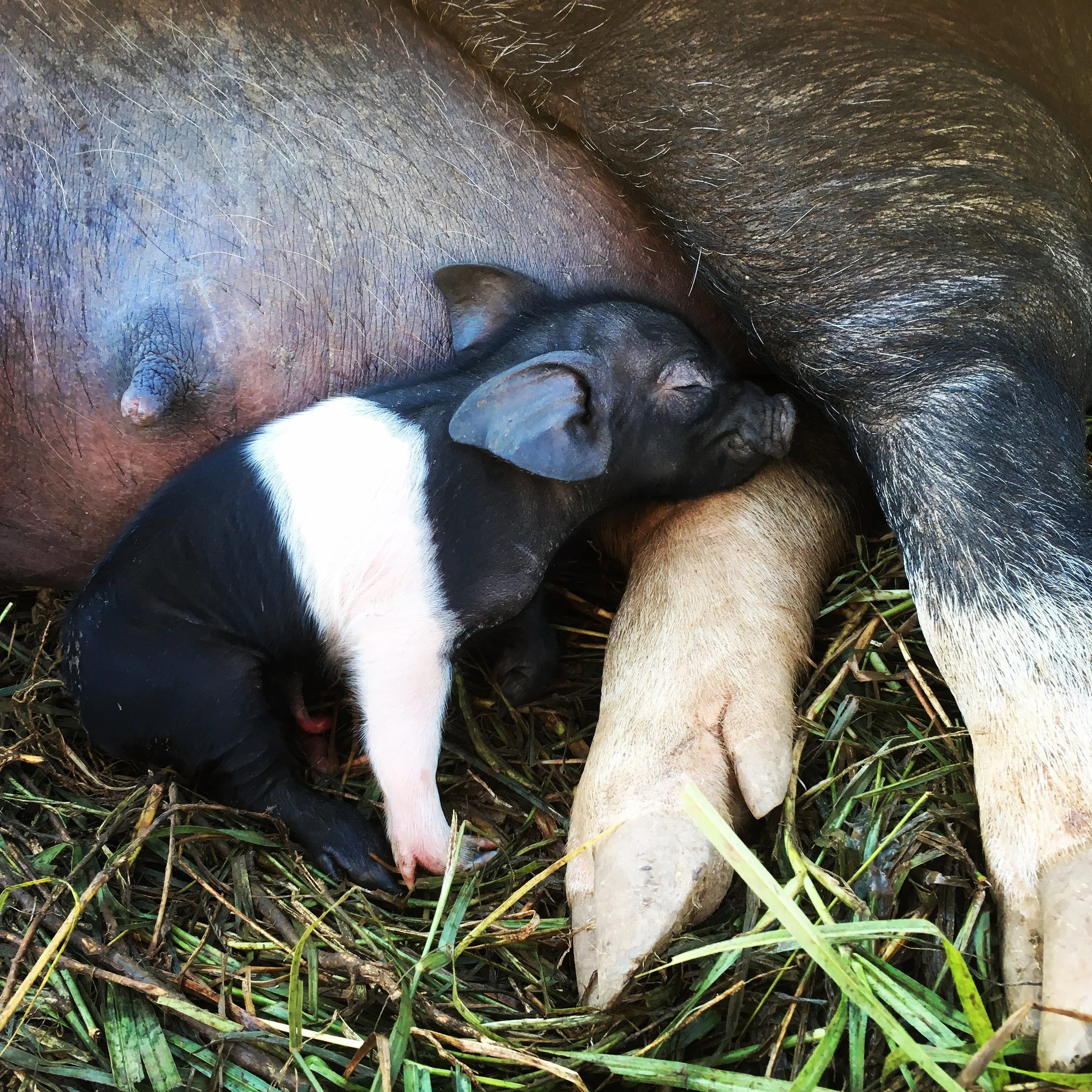 A black and white piglet nursing from a large brown pig, both lying on a bed of grass and straw.
