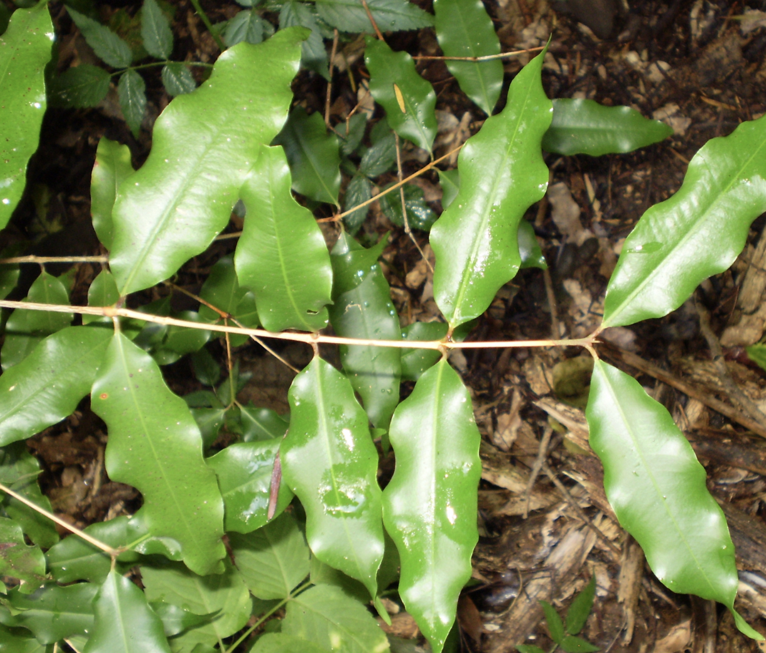 Aniseed Myrtle fresh leaves