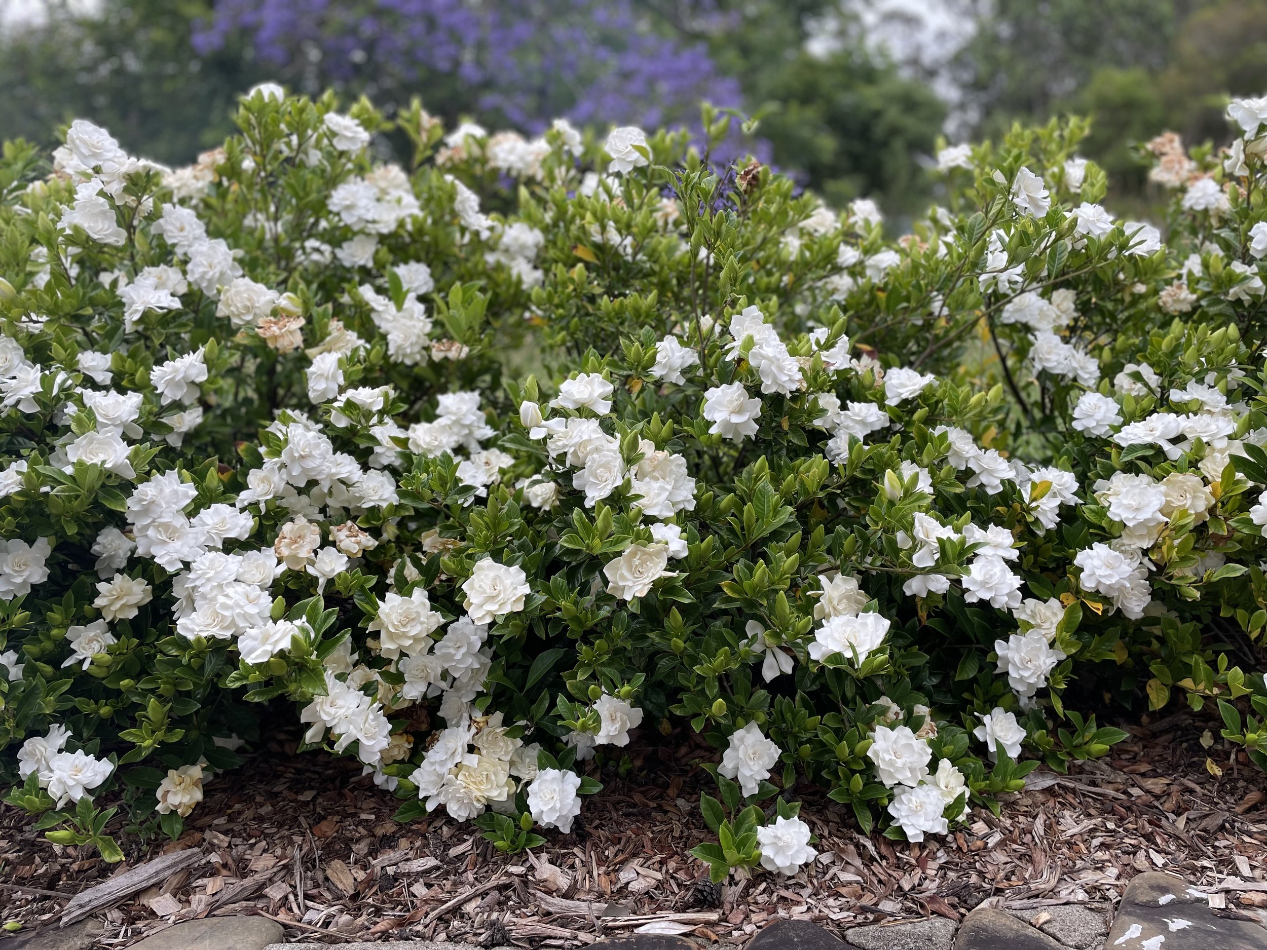 Gardenia hedge flowering profusely