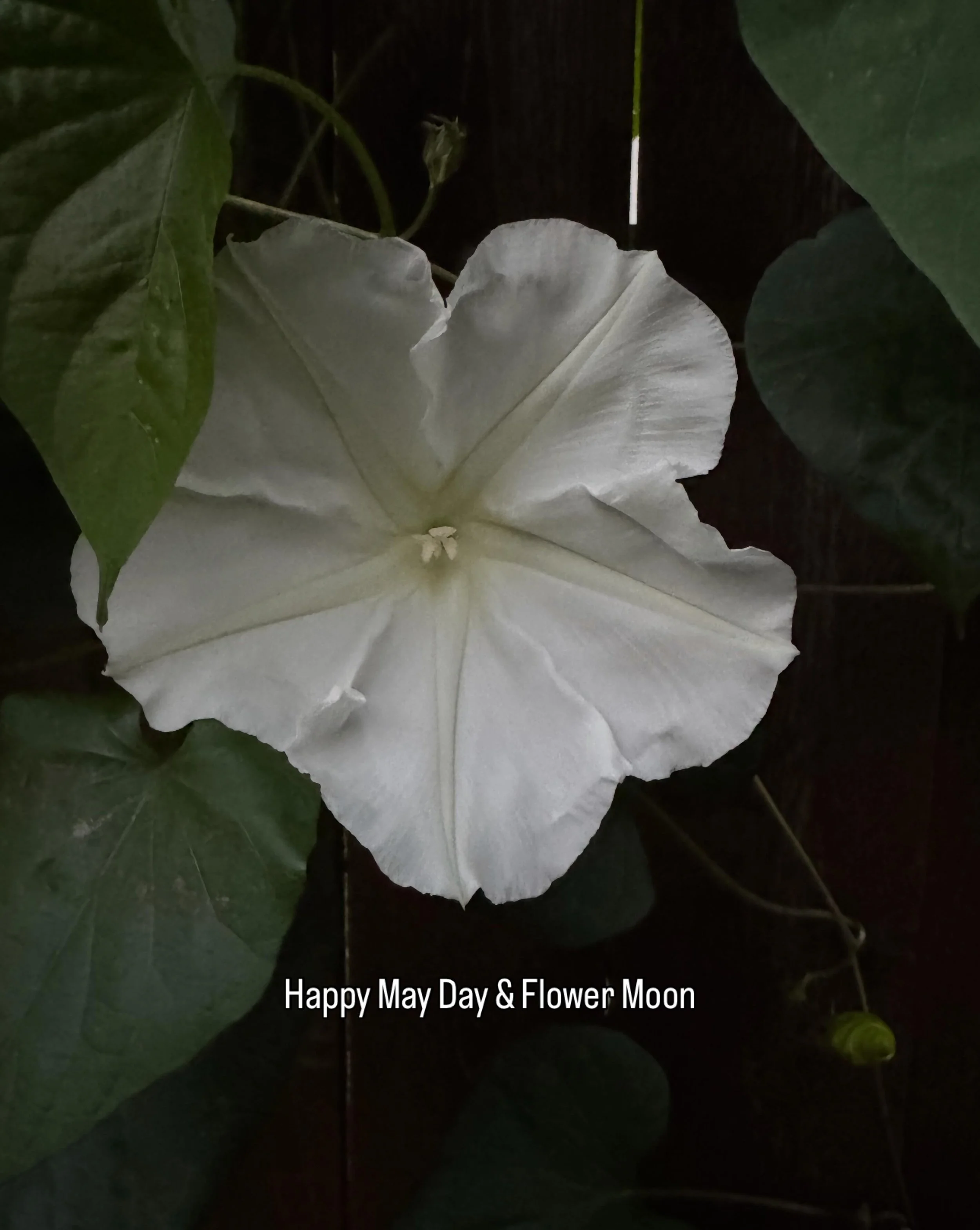 Happy Flower Moon.