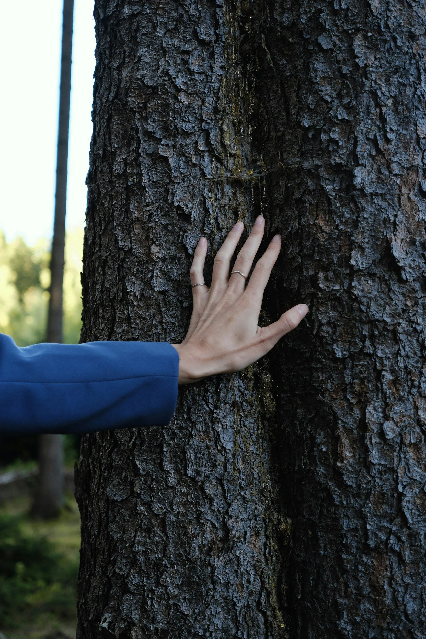 A person with a blue jacket touching the bark of a large tree in a forest, with other trees and greenery in the background.