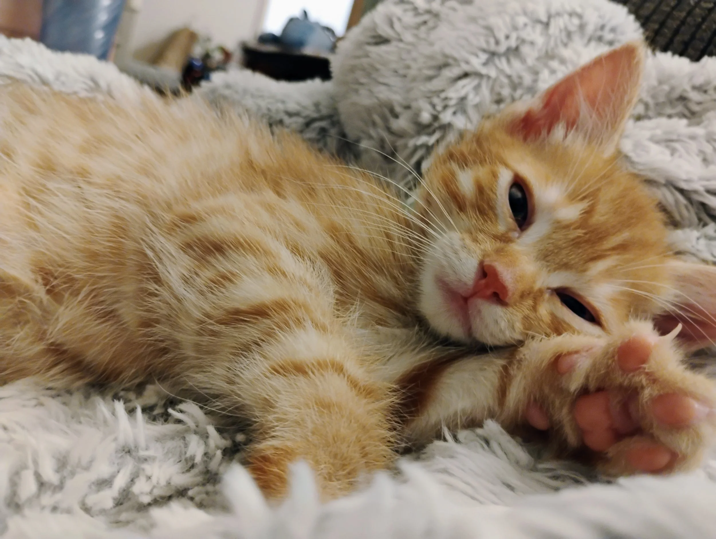 Kitten Basics