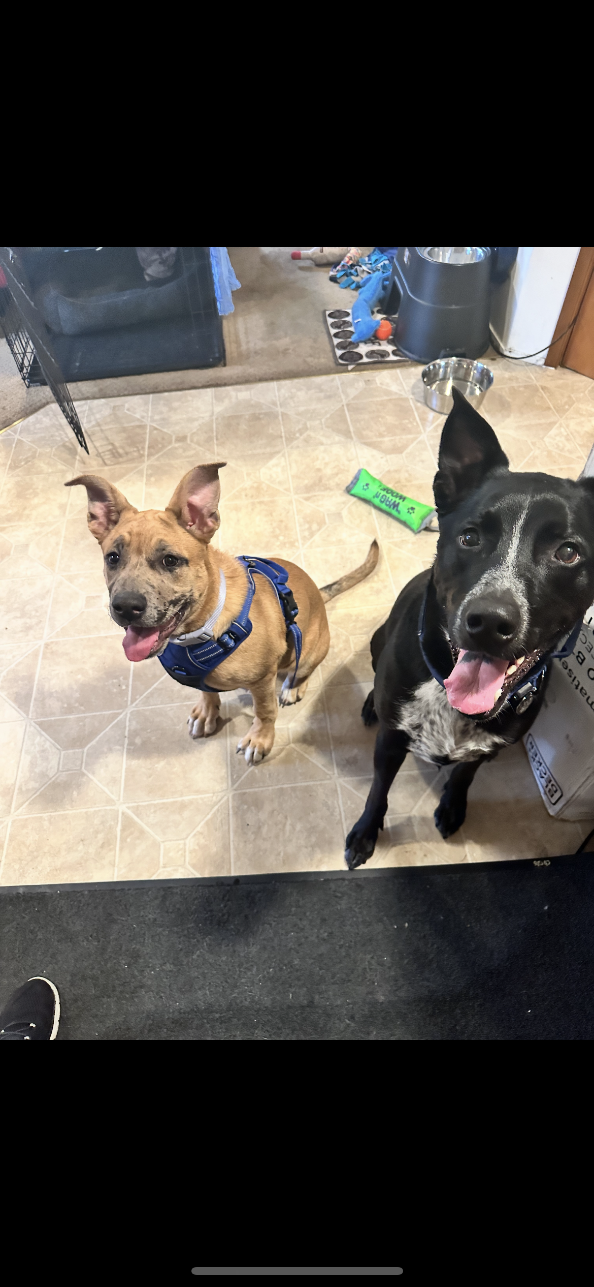 Puppy Adventure Training Beginner