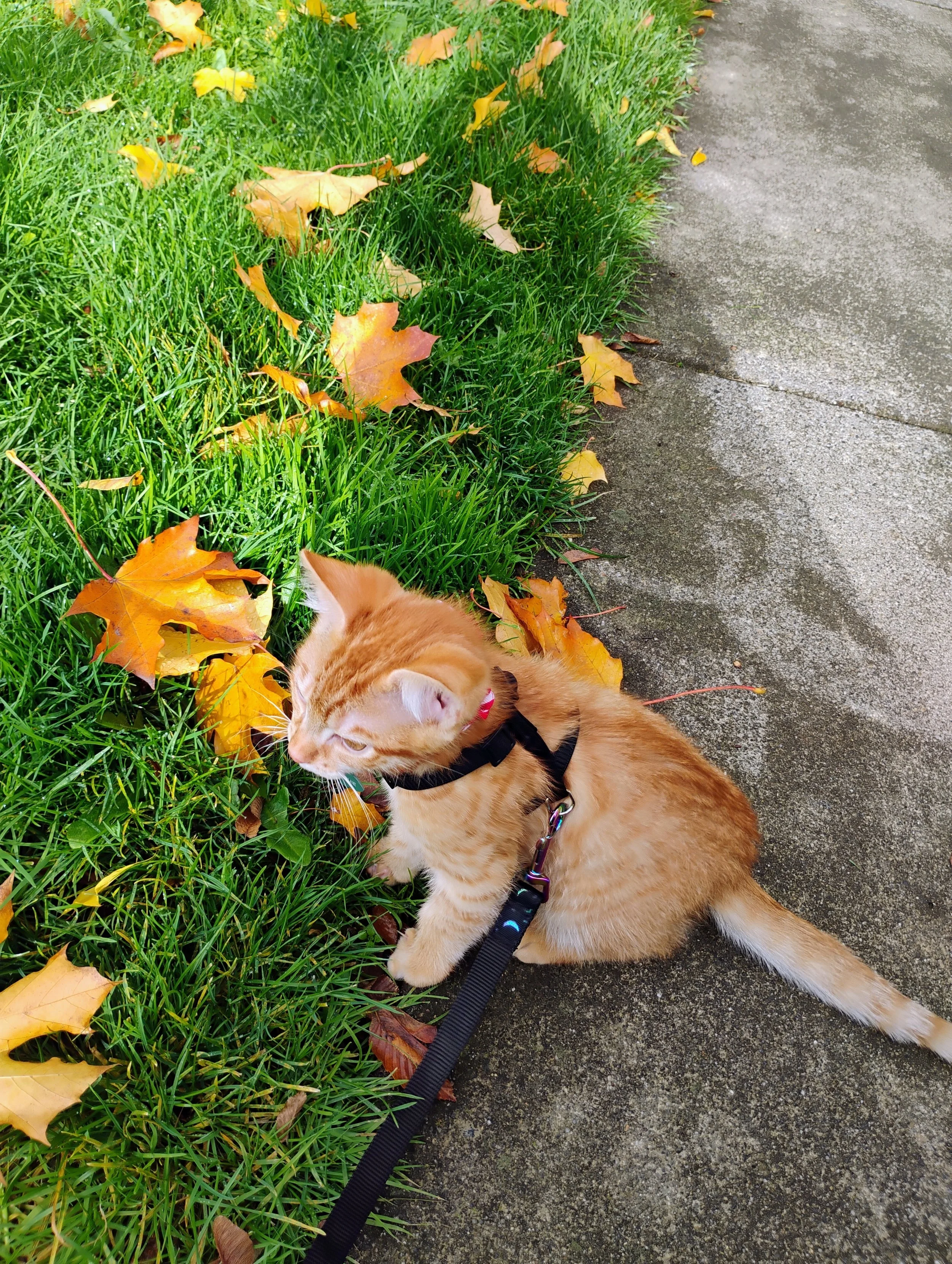 Kitten Adventure Training Beginner